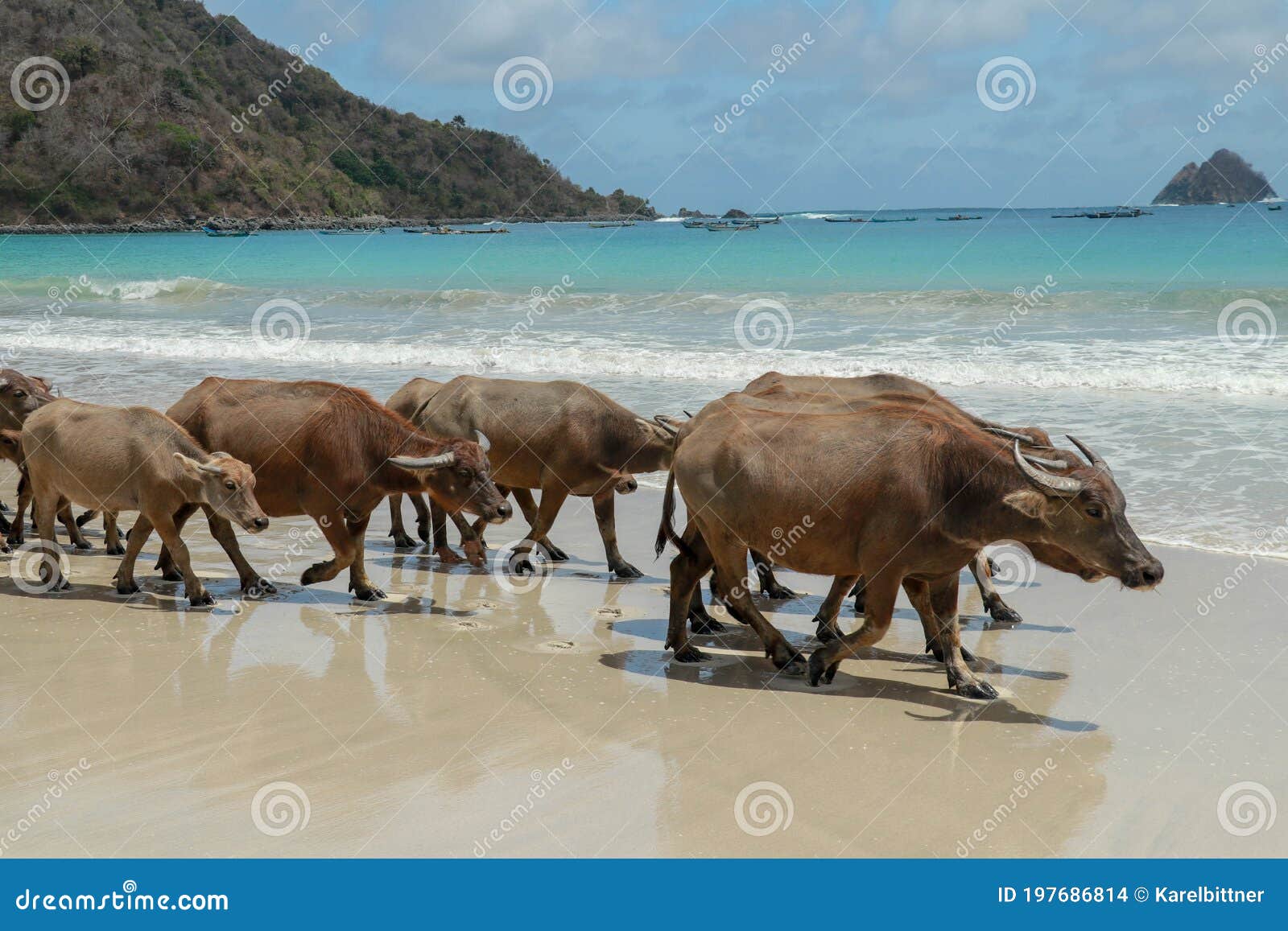 Water Buffalo Walking on White Sandy Beach at Lombok Island. Herd of Strolling by the Pleasant Evening Beach Stock Photo - Image of farmer, outdoor: 197686814