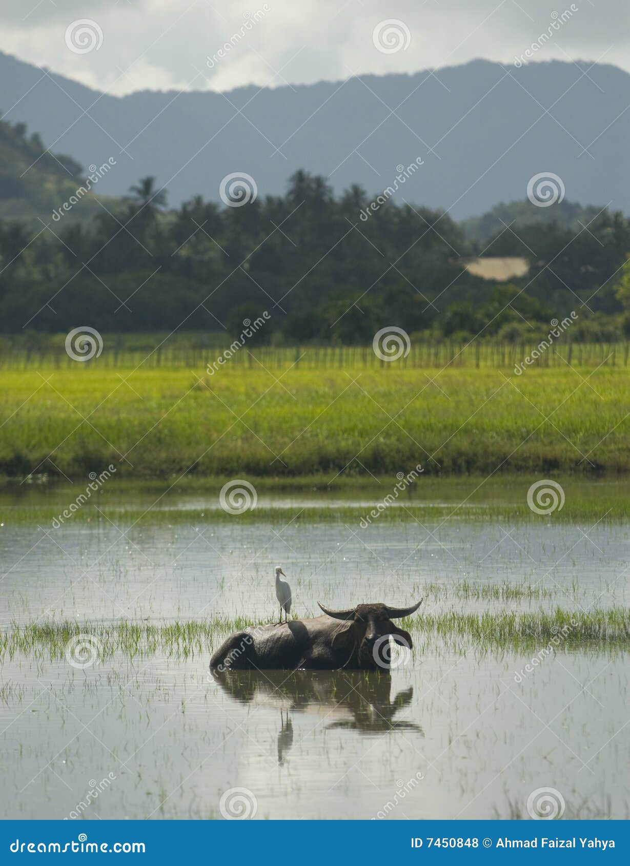 Water Buffalo and White Egret Stock Photo Image of climate, harmony