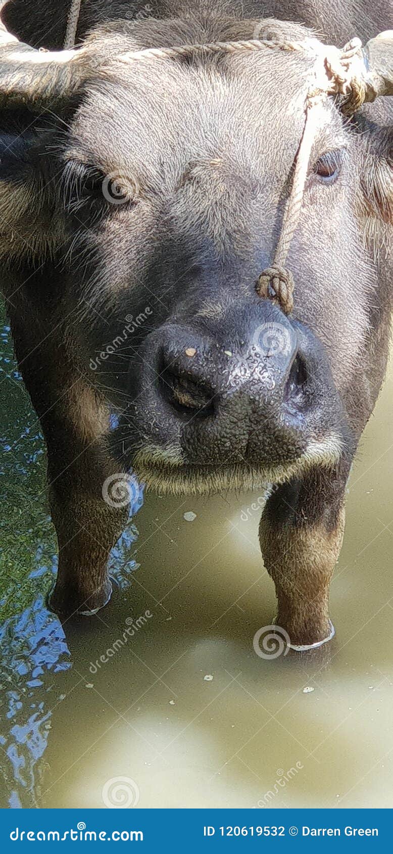 Water Buffalo Working in a Rice Field in the Philippines Stock Photo