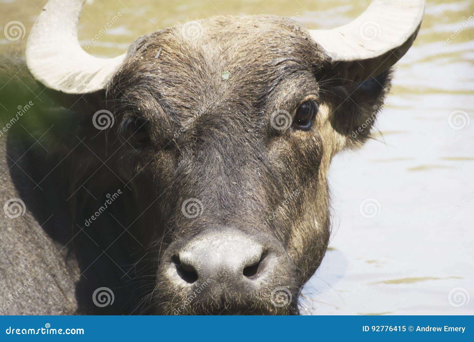 A water buffalo in a zoo stock image. Image of bull, face 92776415