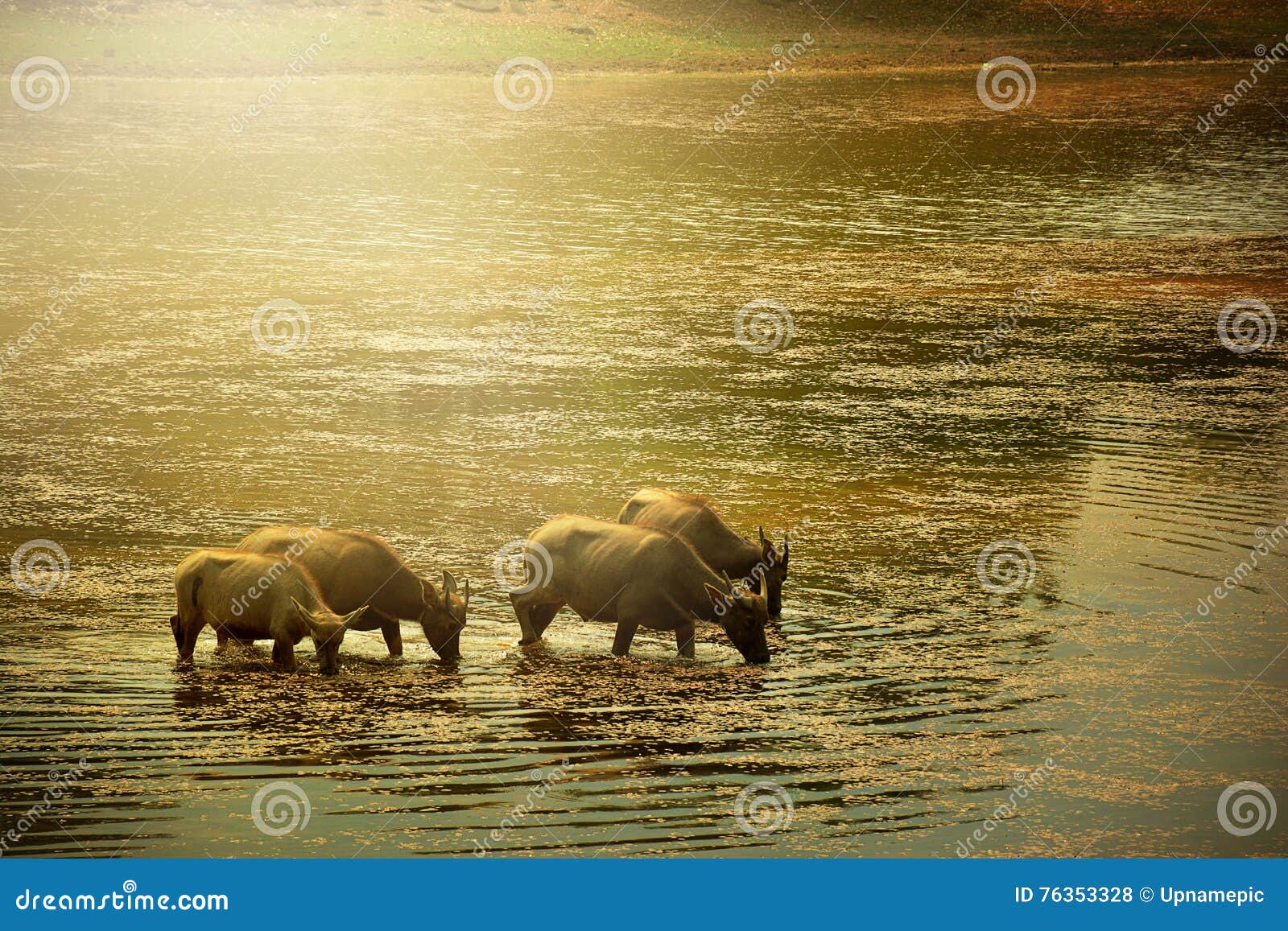 Water Buffaloes in the Pond. Stock Photo Image of tropical, rural