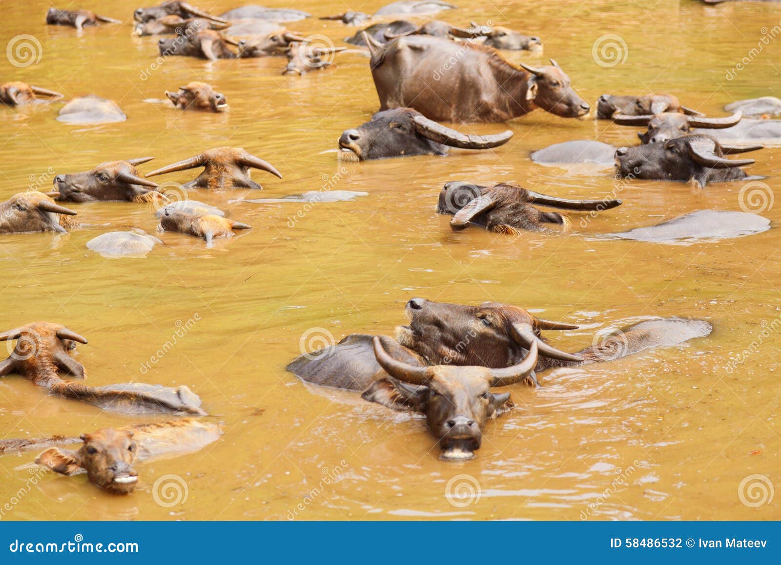 Water buffalos stock photo. Image of cattle, animal, buffalo 58486532
