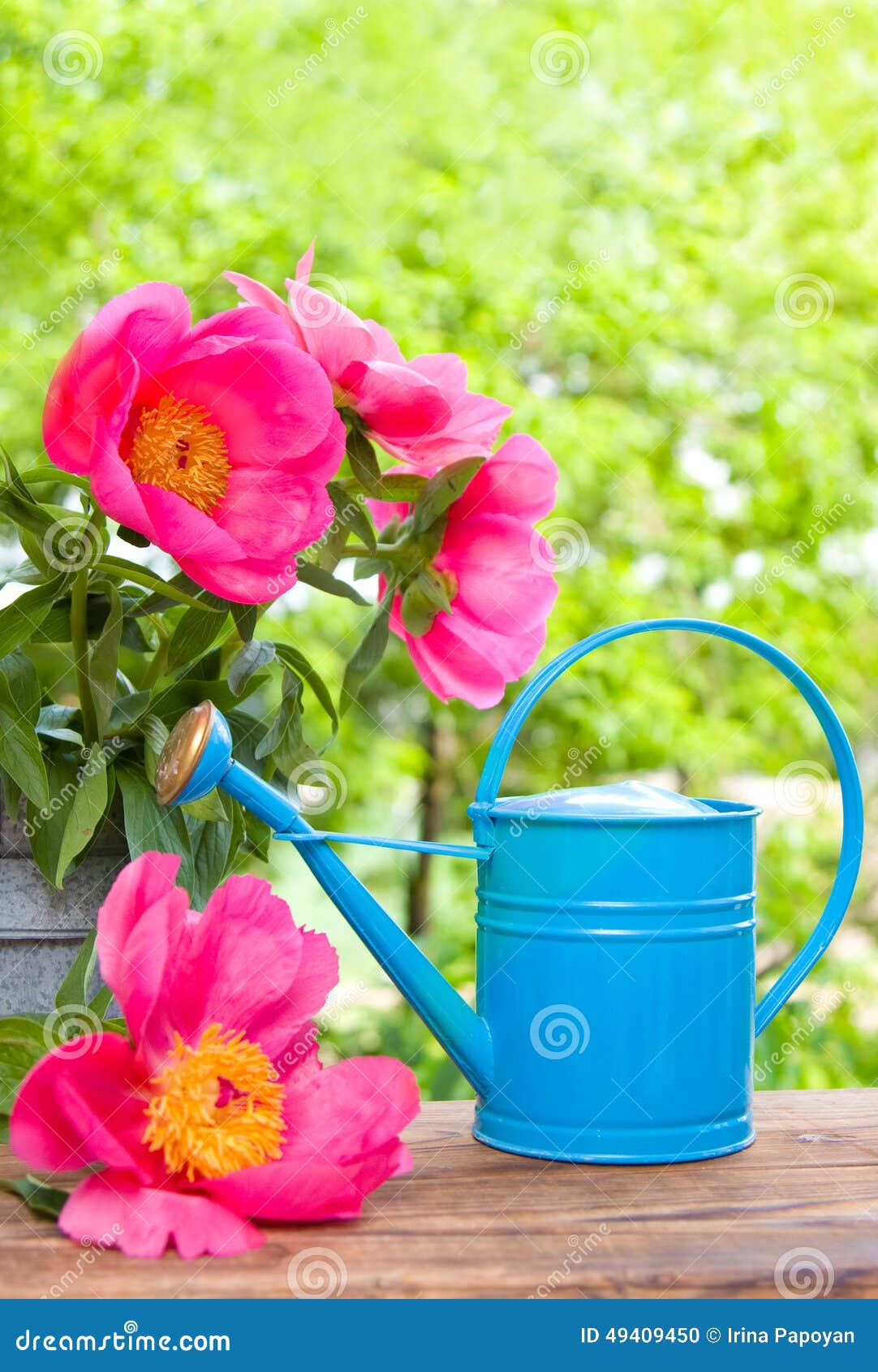 Water can in garden stock photo. Image of agriculture 49409450