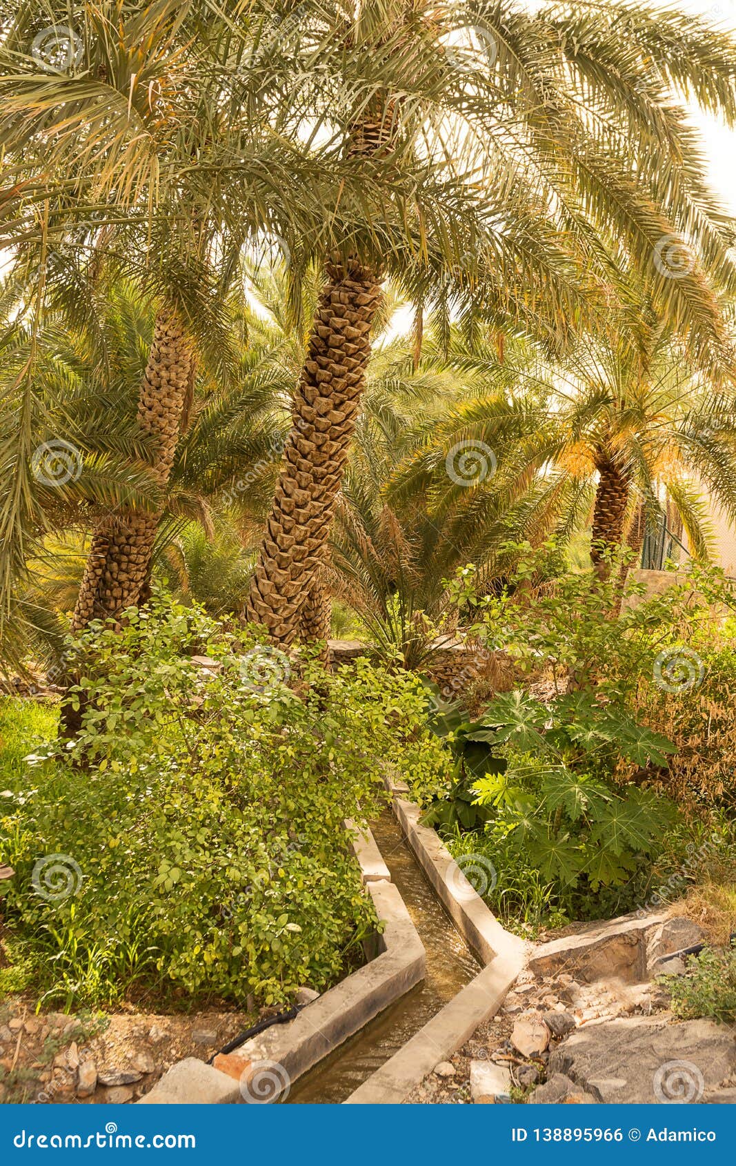 water channeling in the oasis of date palms in the village of misfat al abriyyin