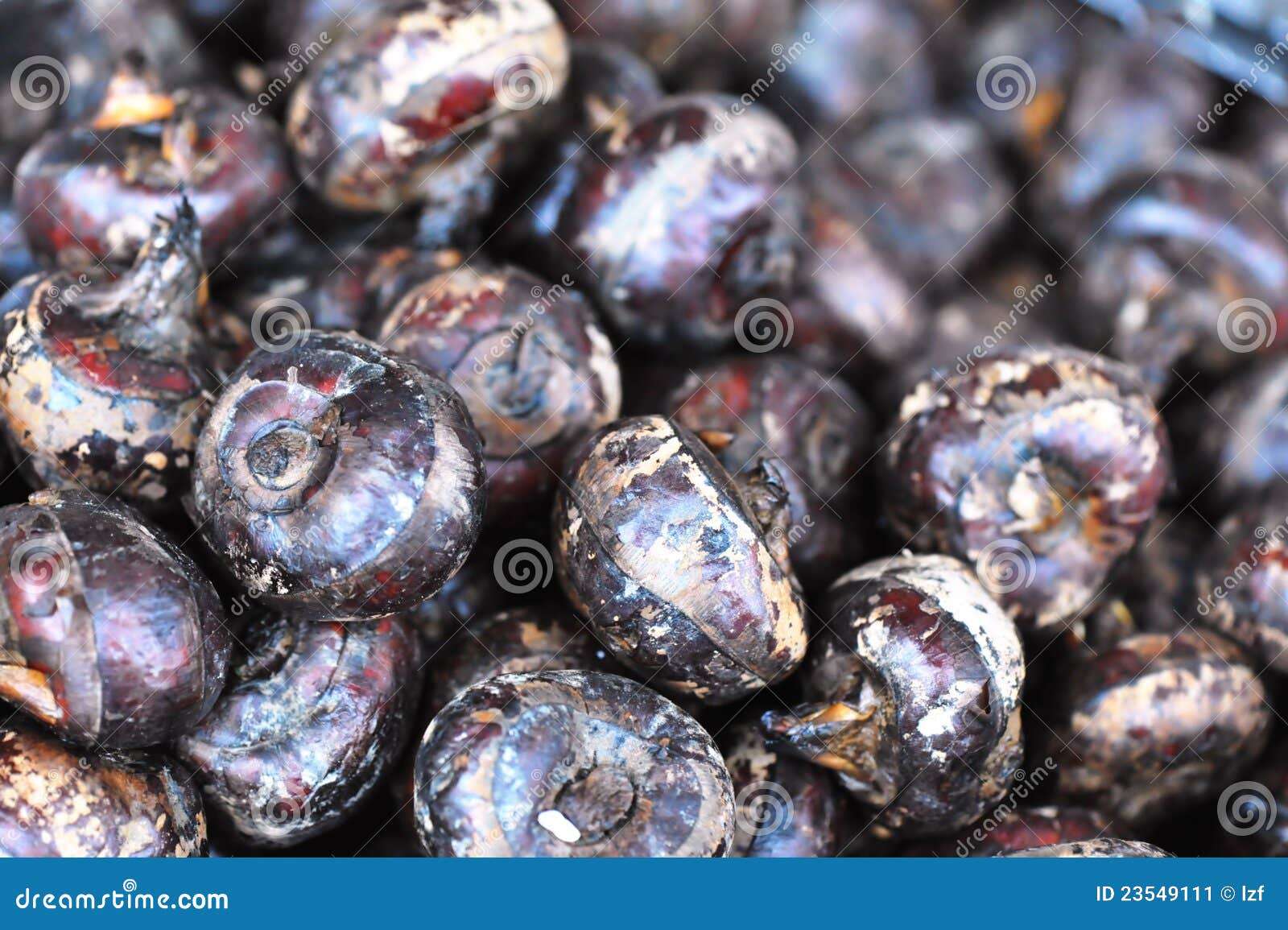 Water chestnut stock image. Image of asian, food, chestnut 23549111