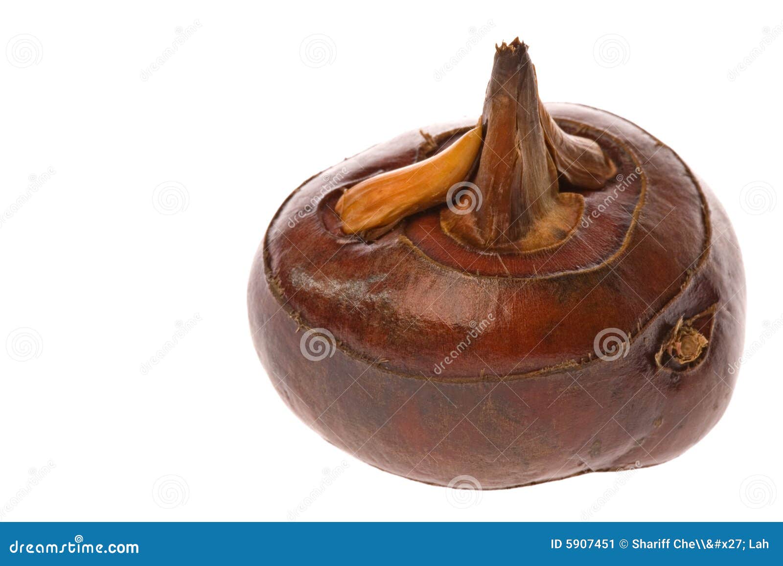 Water Chestnut stock image. Image of close, greens, natural 5907451