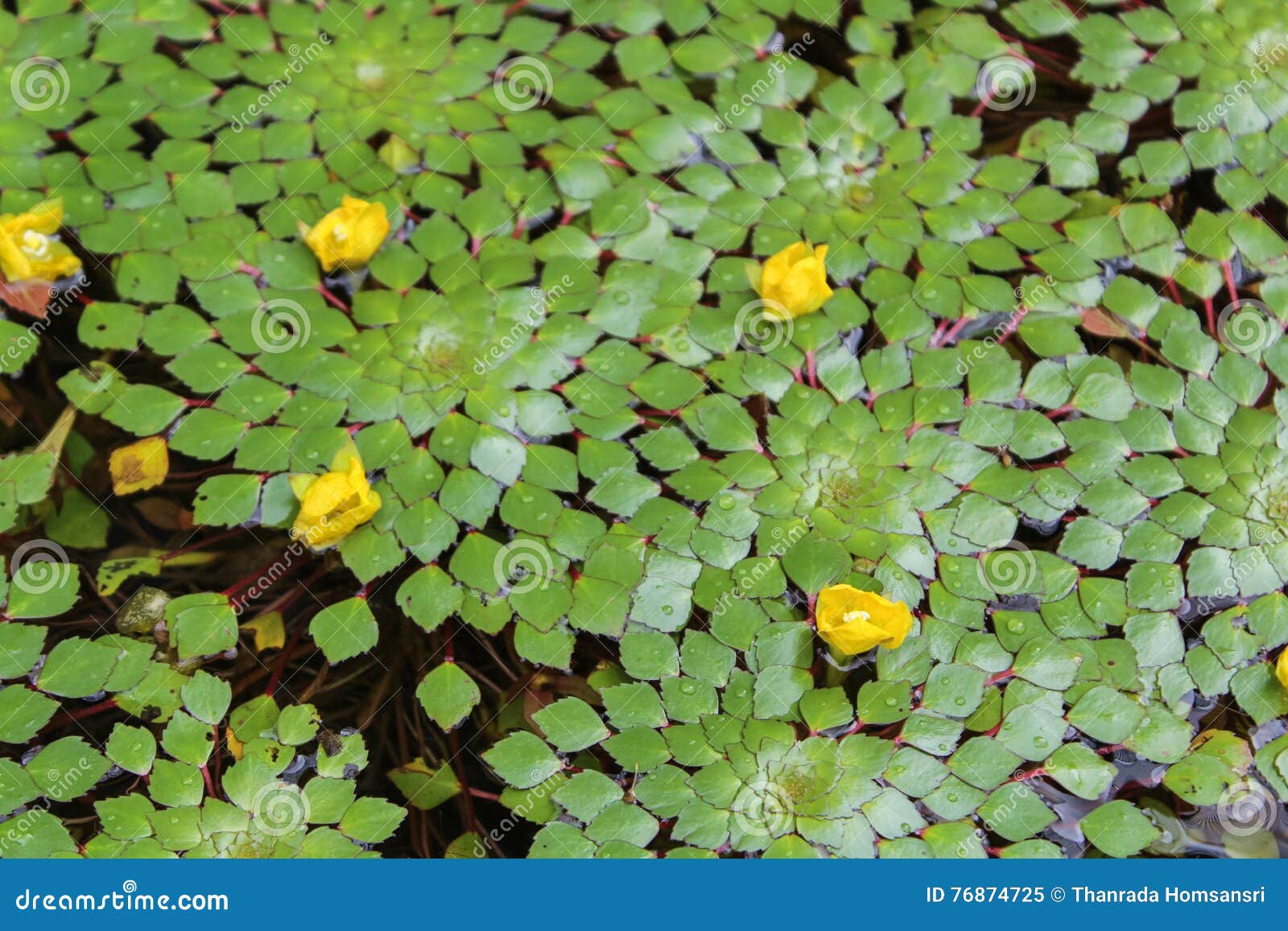 Waterchestnut plant stock image. Image of garden, european 76874725
