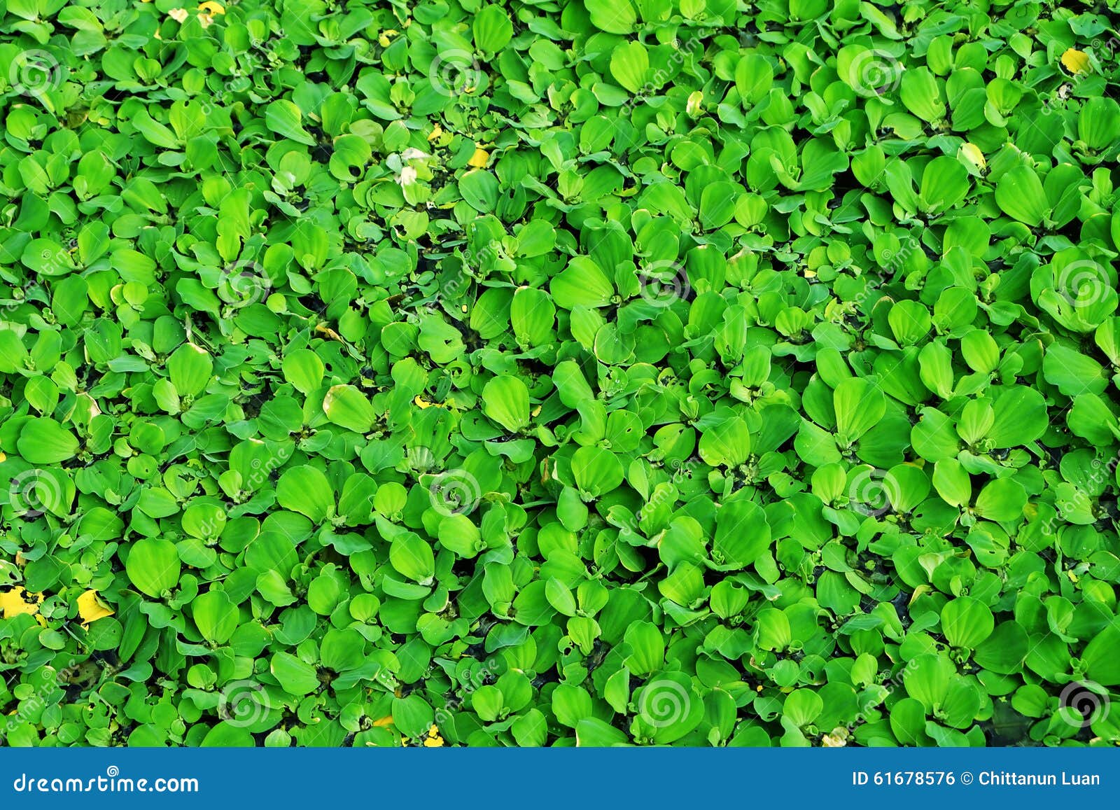 Water chestnut stock photo. Image of water, waterplant 61678576