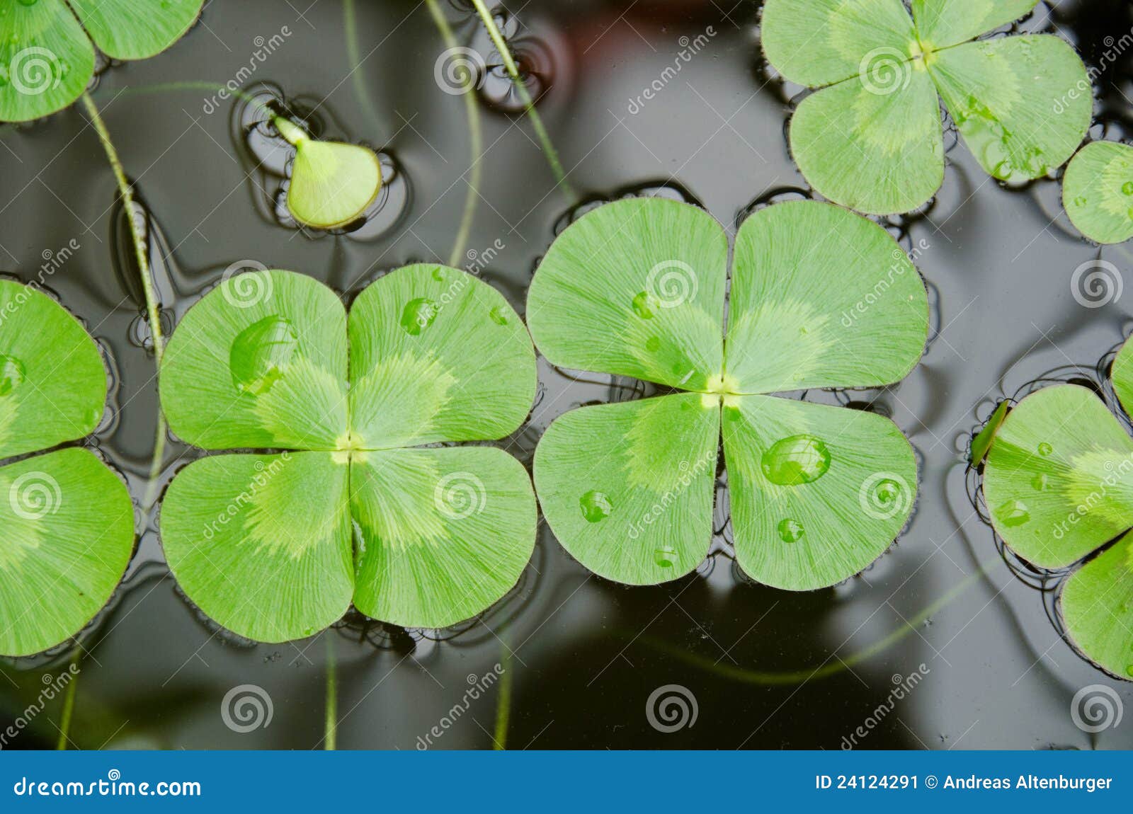 Water clover stock image. Image of outdoor, mutica, marsilea 24124291
