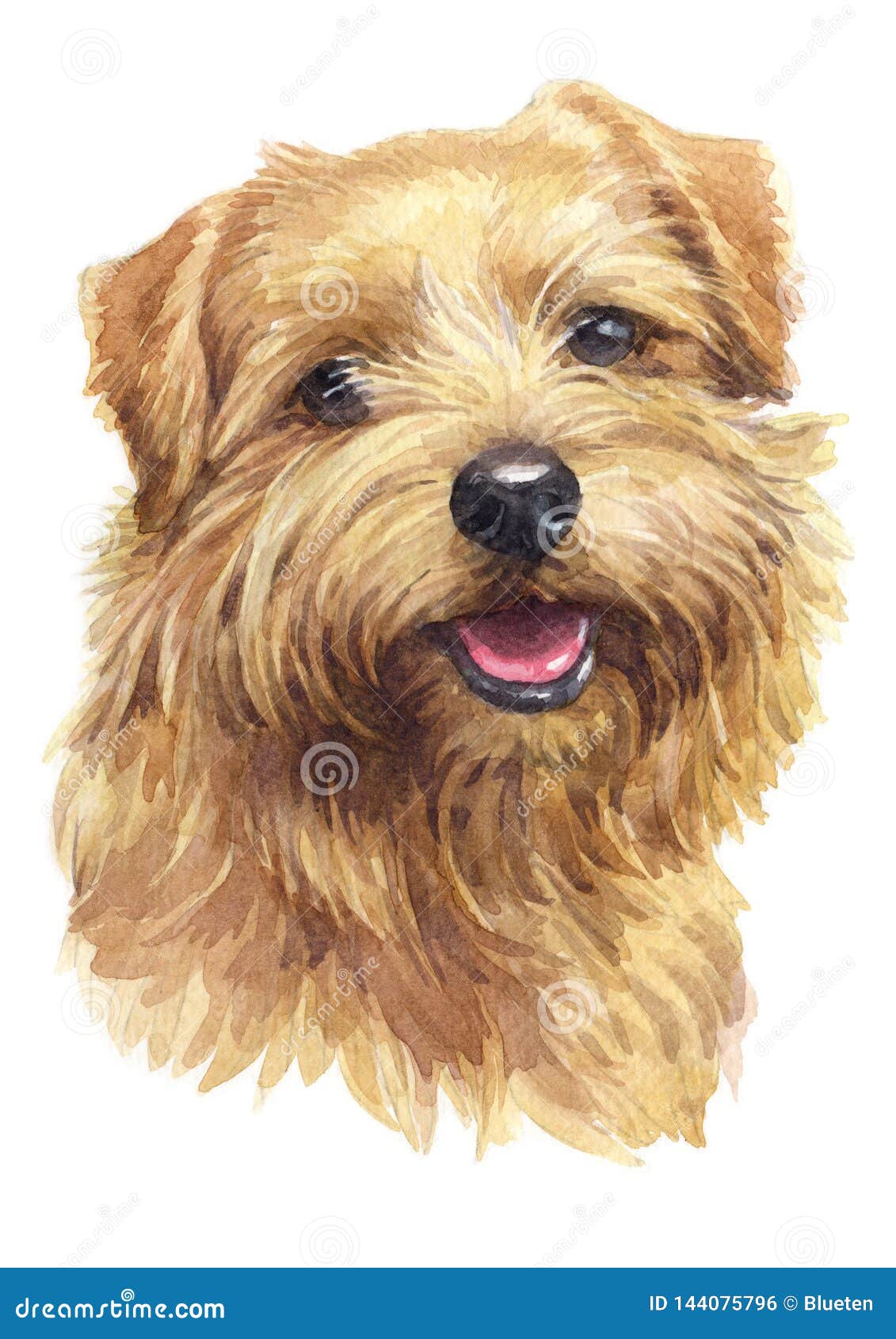 Norfolk Terrier Stock Illustrations 67 Norfolk Terrier Stock Illustrations Vectors Clipart Dreamstime