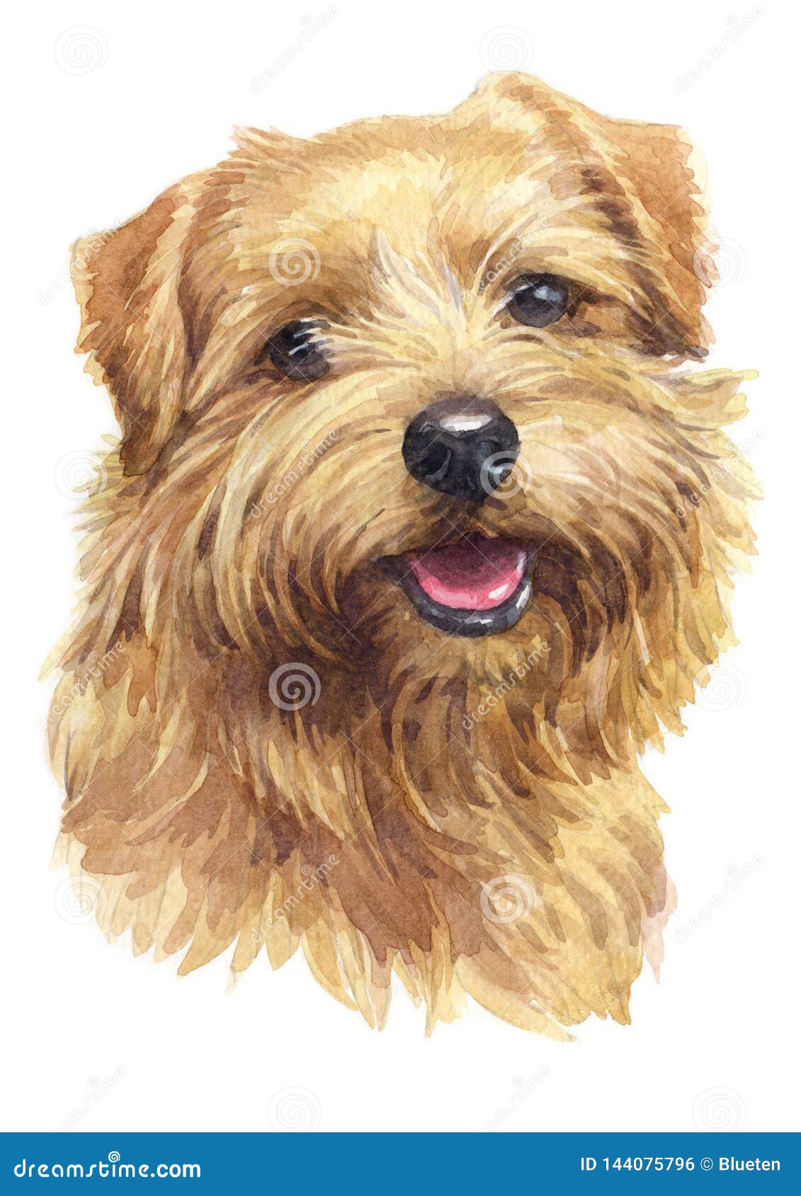 Norfolk Terrier Stock Illustrations 67 Norfolk Terrier Stock Illustrations Vectors Clipart Dreamstime Norfolk Terrier Stock Illustrations 67 Norfolk Terrier Stock Illustrations Vectors Clipart Dreamstime