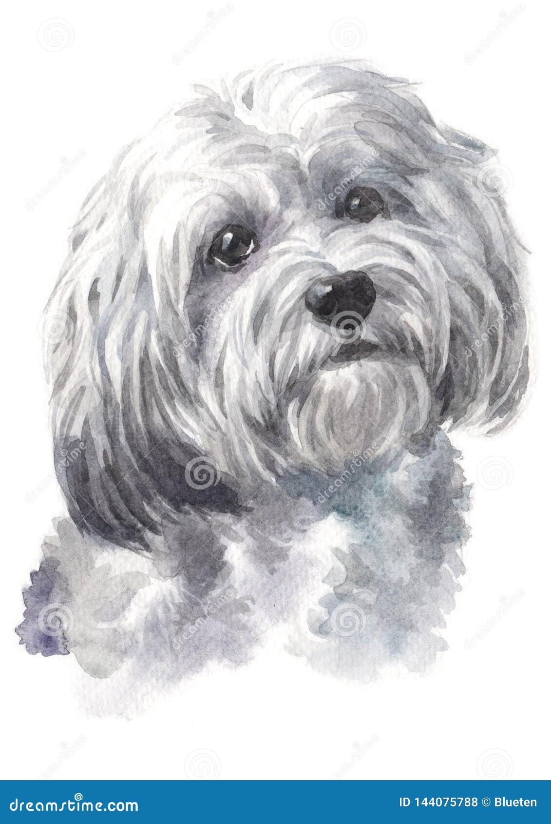 HAVA PUPPY Havanese 8x10 Print DOG Painting by Sherry 