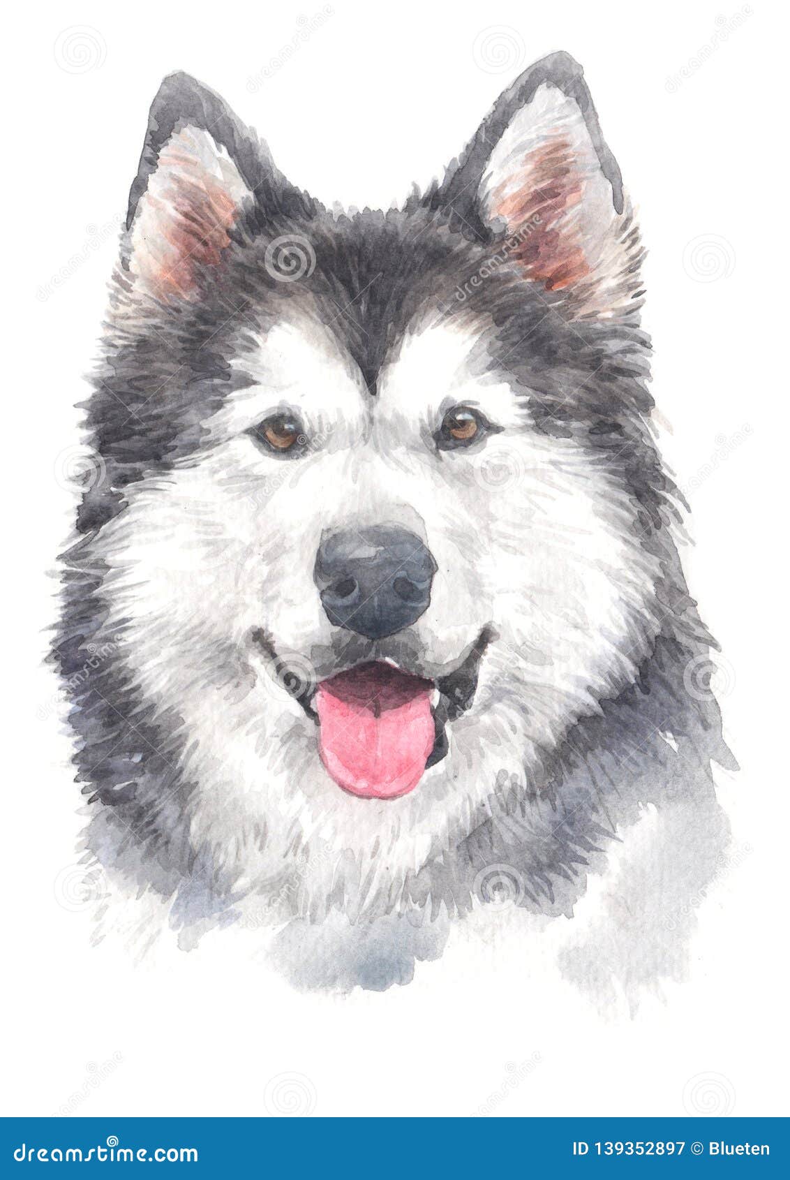 water colour painting, dog smile siberian husky 031