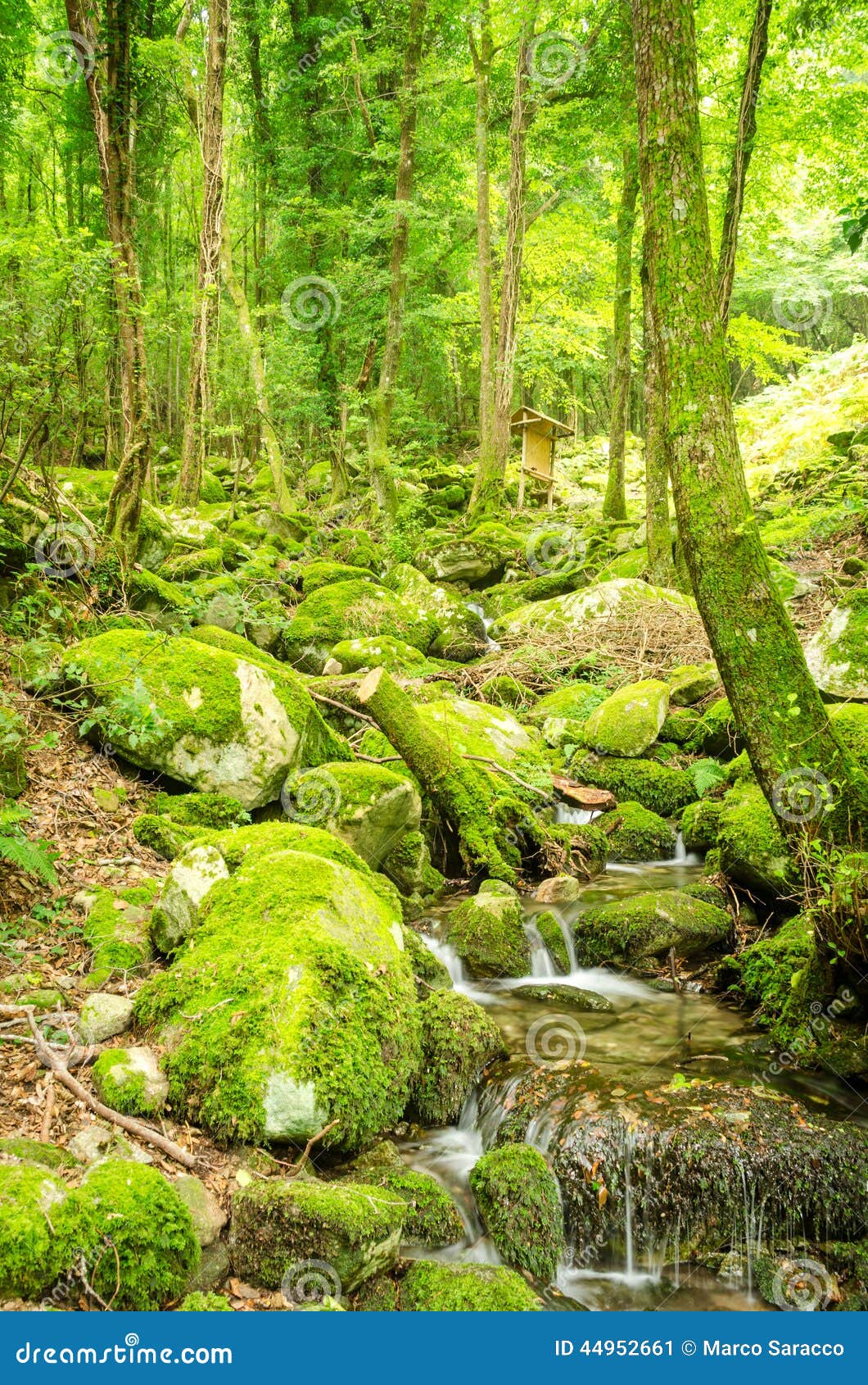 water creek in a forest