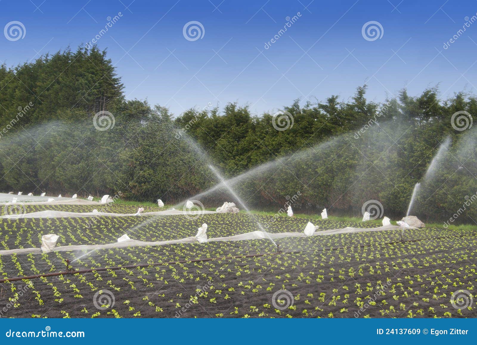 water crops irrigation
