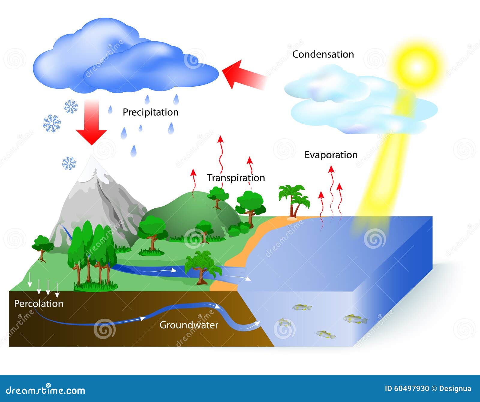 water cycle