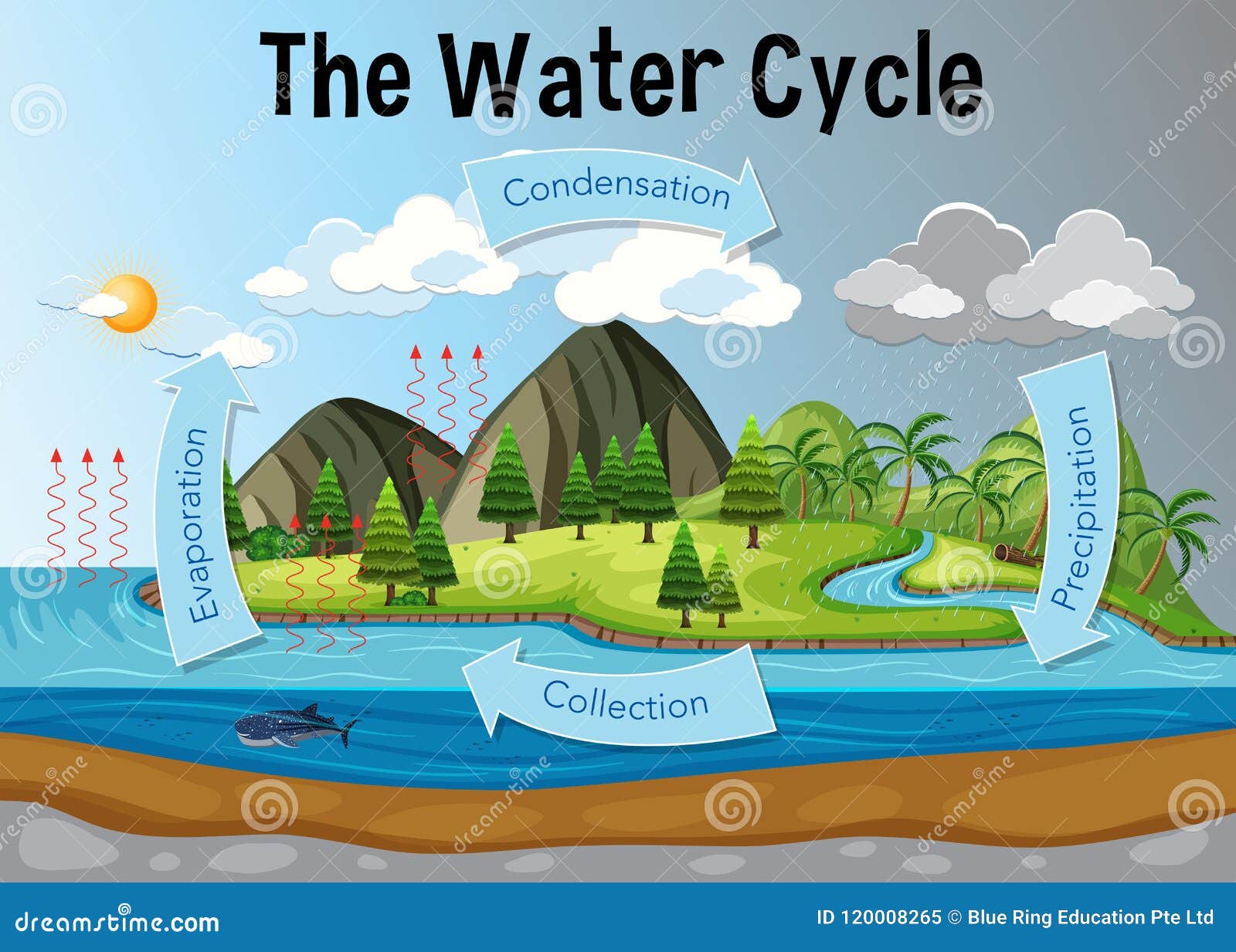 Water Cycle poster drawing| Water Cycle Chart making |How to draw water  cycle with levelling - YouTube