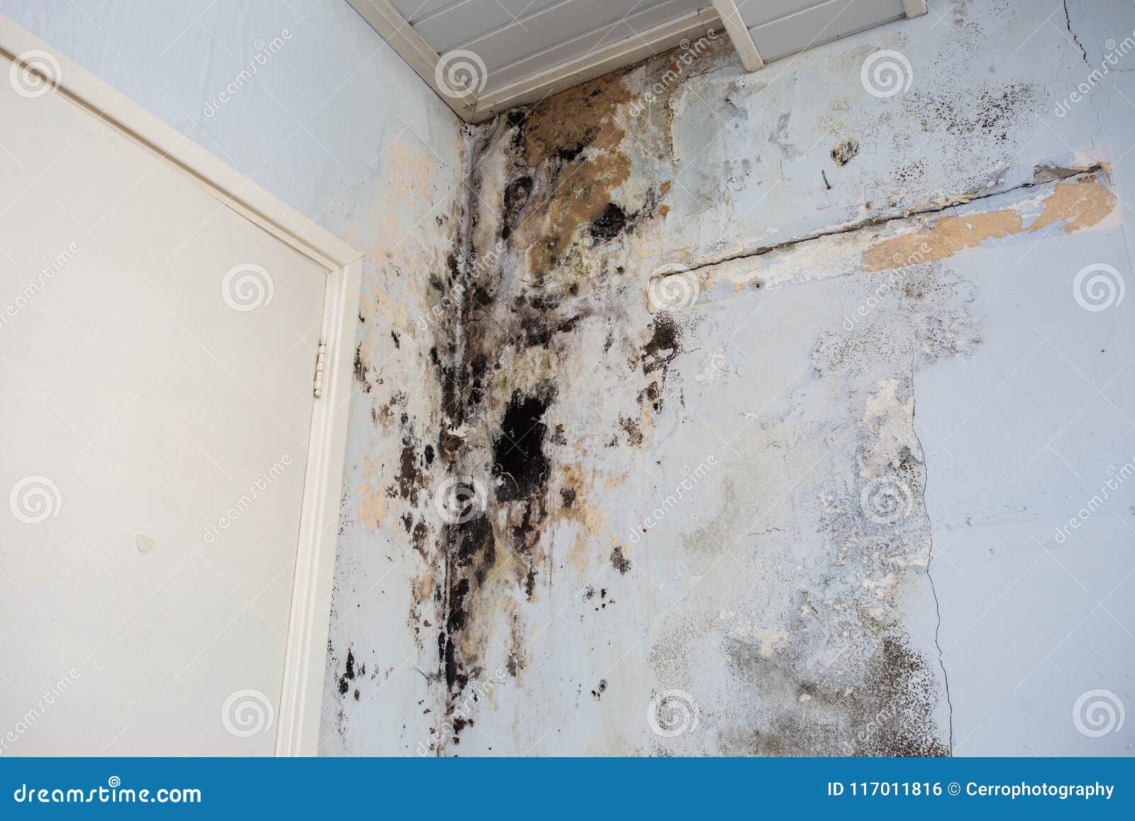 water damage causing mold growth on the interior walls of a property