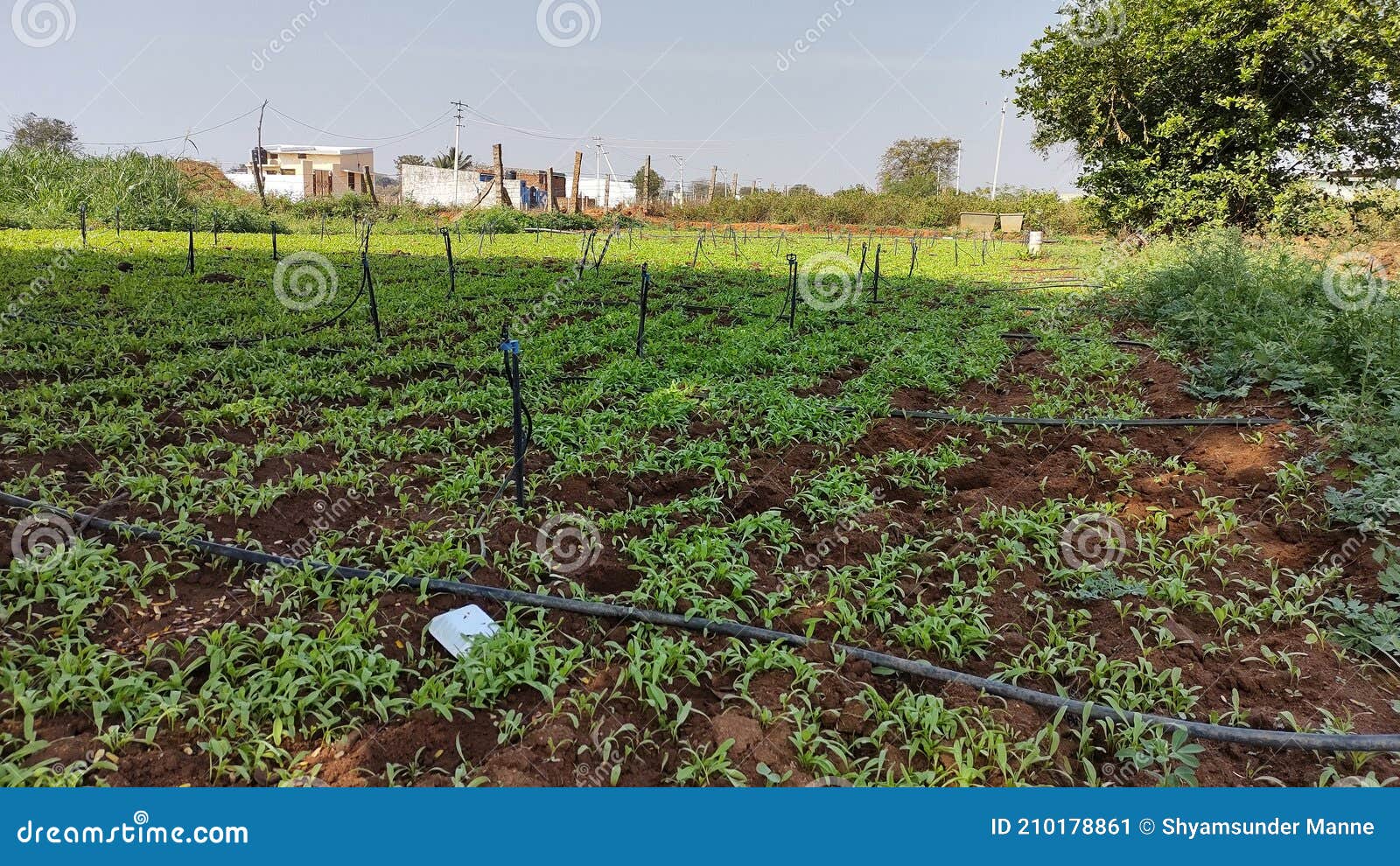 Water Drip System in Agriculture Stock Image Image of tree