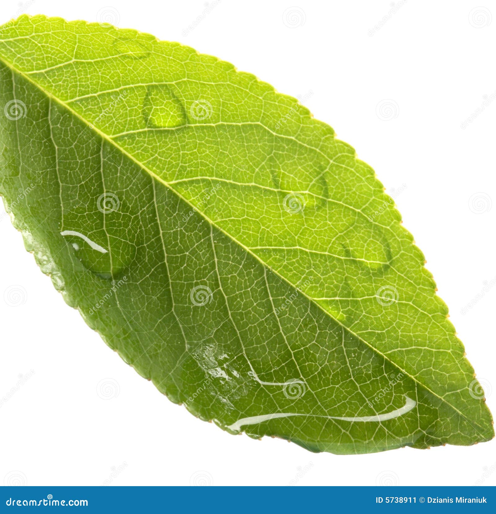 Water dripping of a leaf stock image. Image of natural 5738911