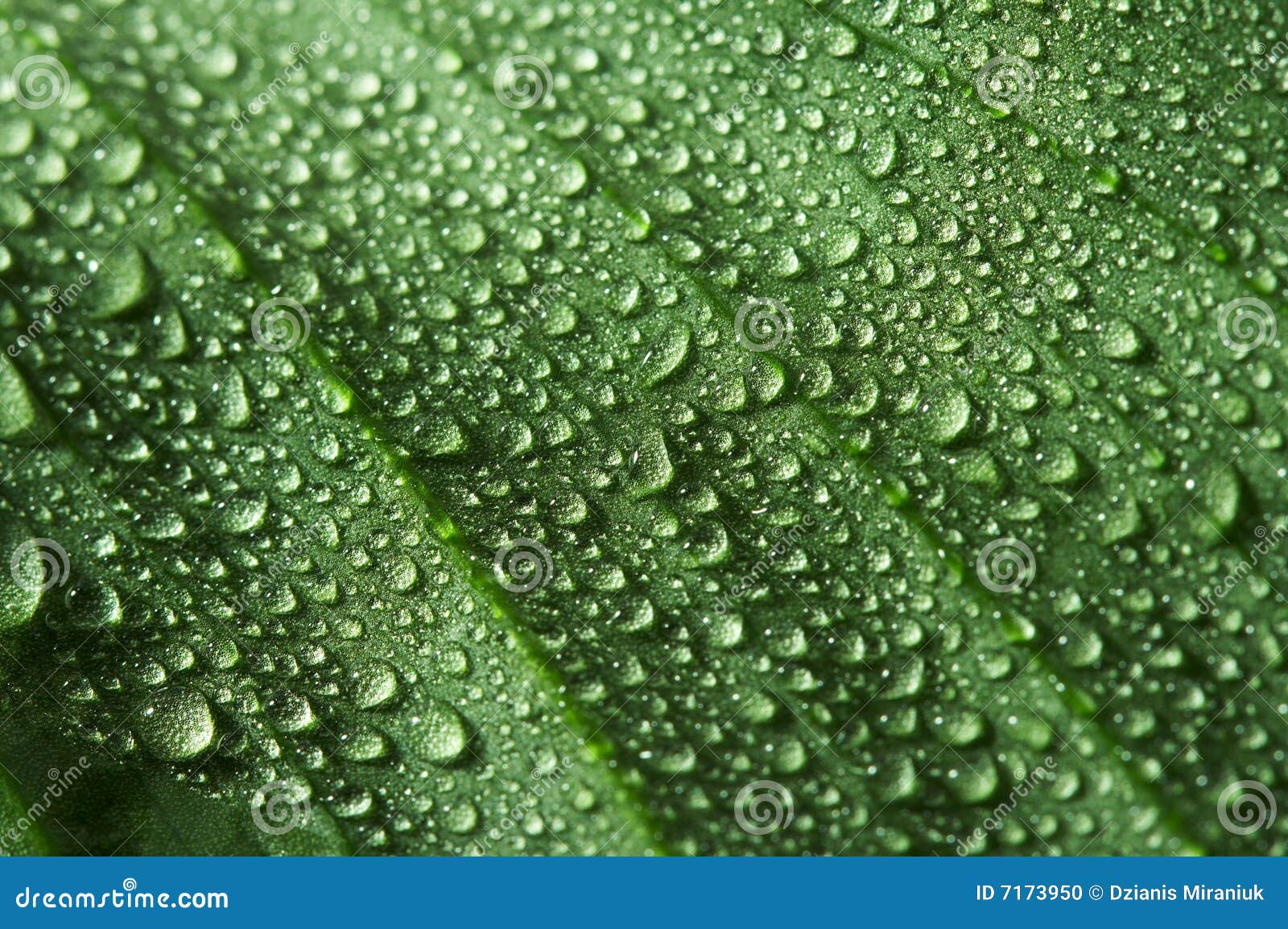 Water Dripping Of A Leaf Stock Photo Image 7173950