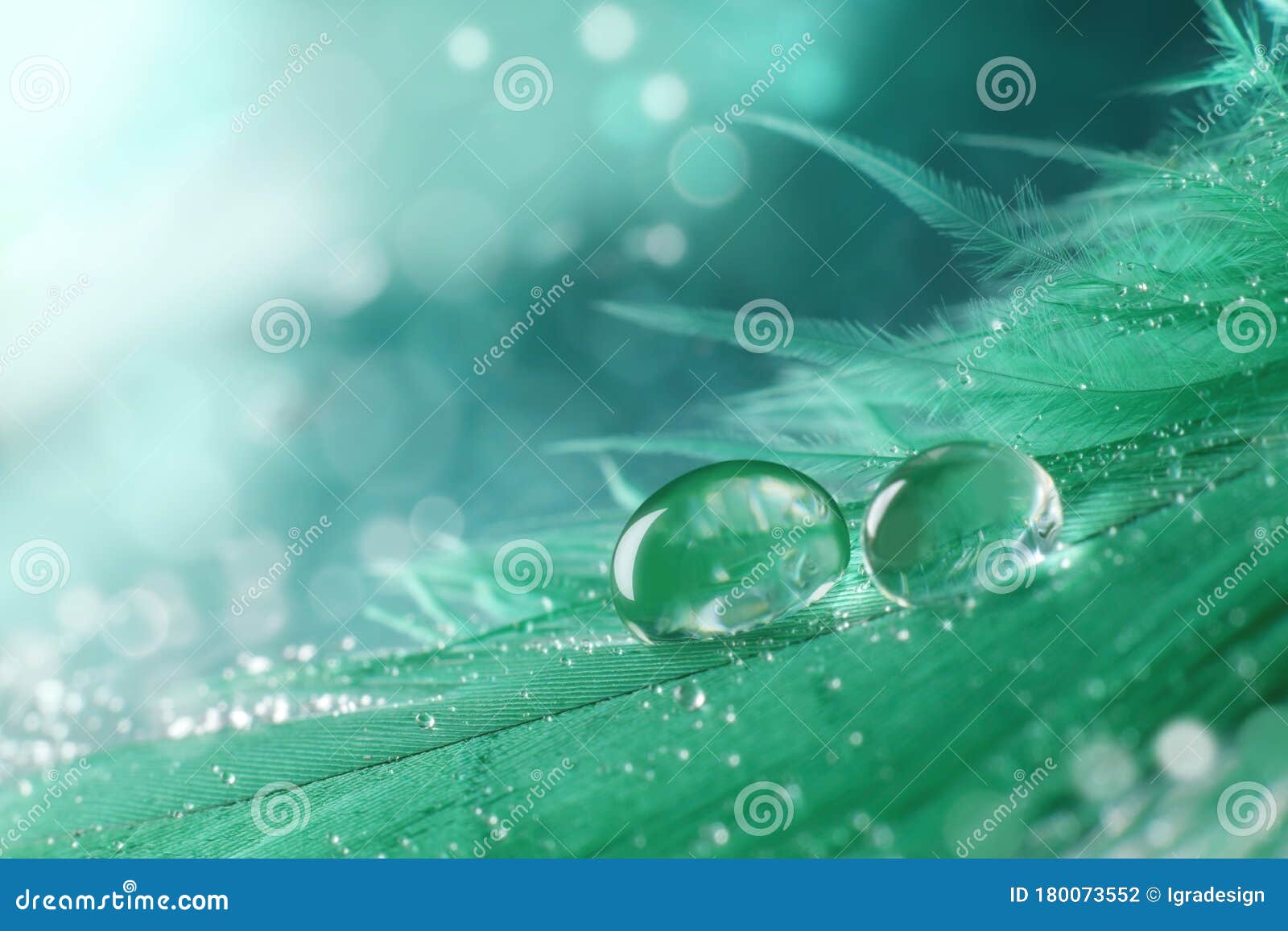 Bird Feather with Water Drops Closed Up Stock Photo Image of closed