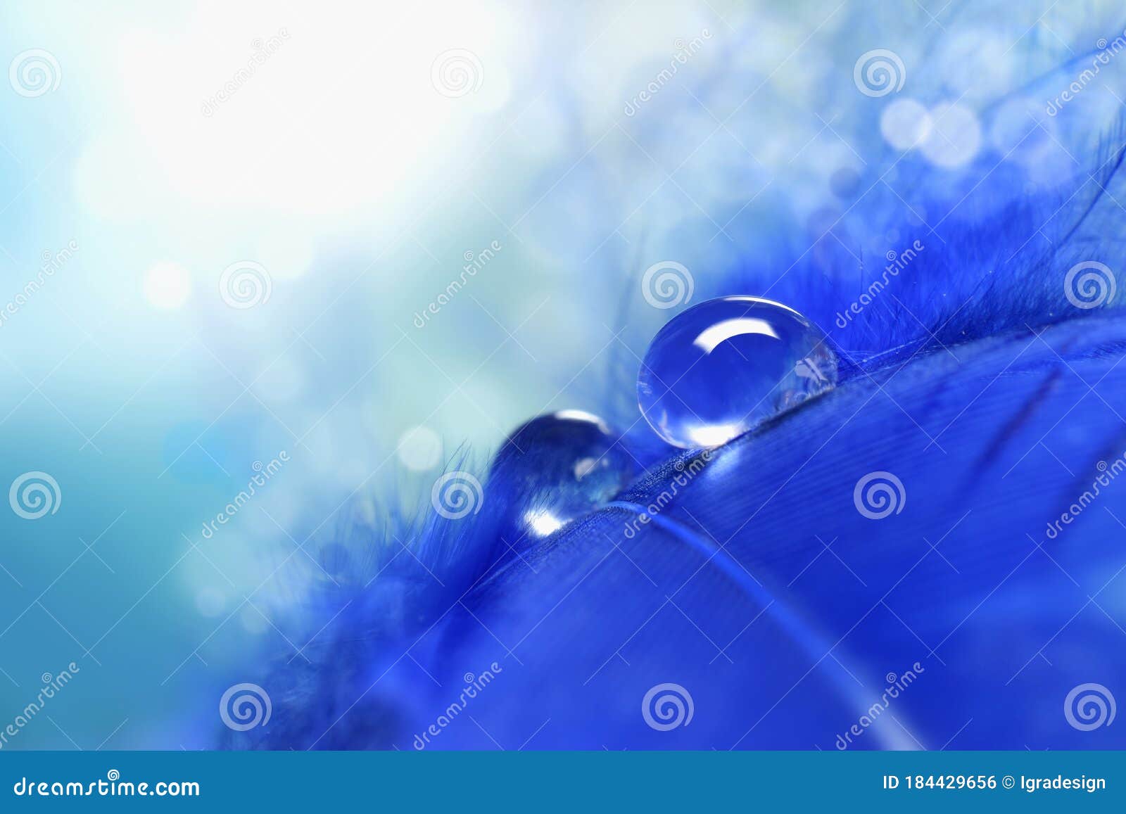 Bird Feather with Water Drops Closed Up Stock Photo Image of