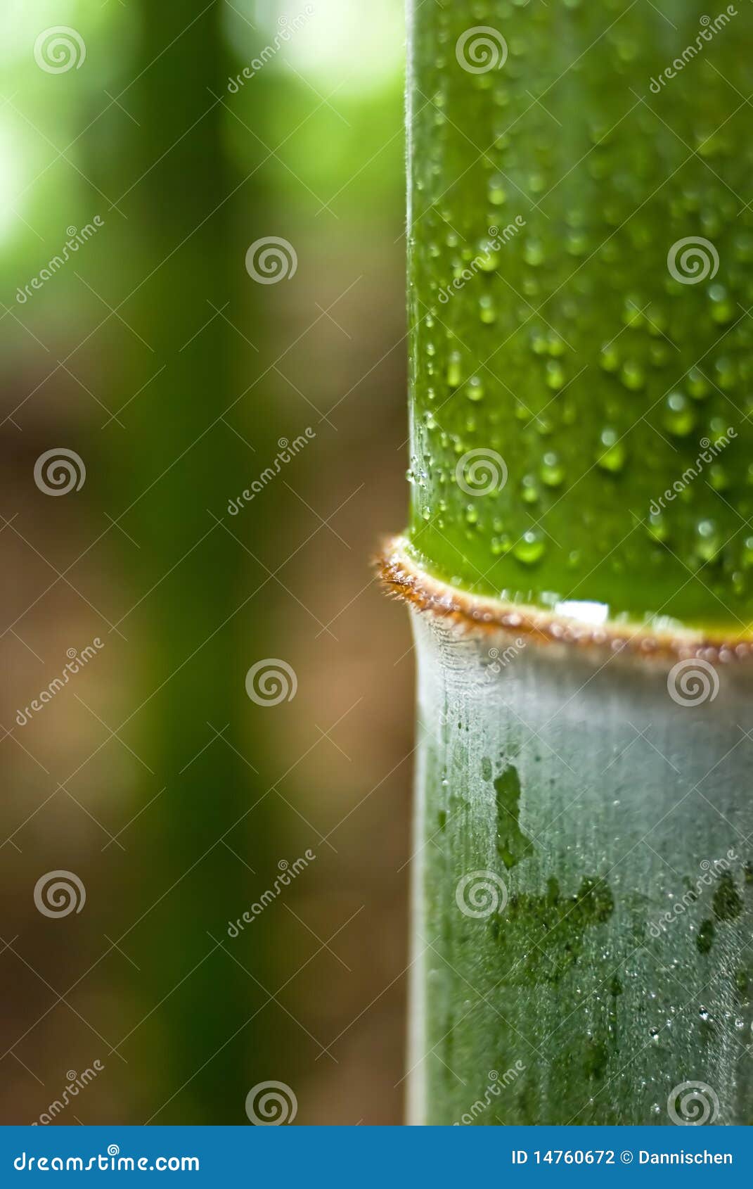 Water drop on bamboo stock photo. Image of fresh, rain 14760672
