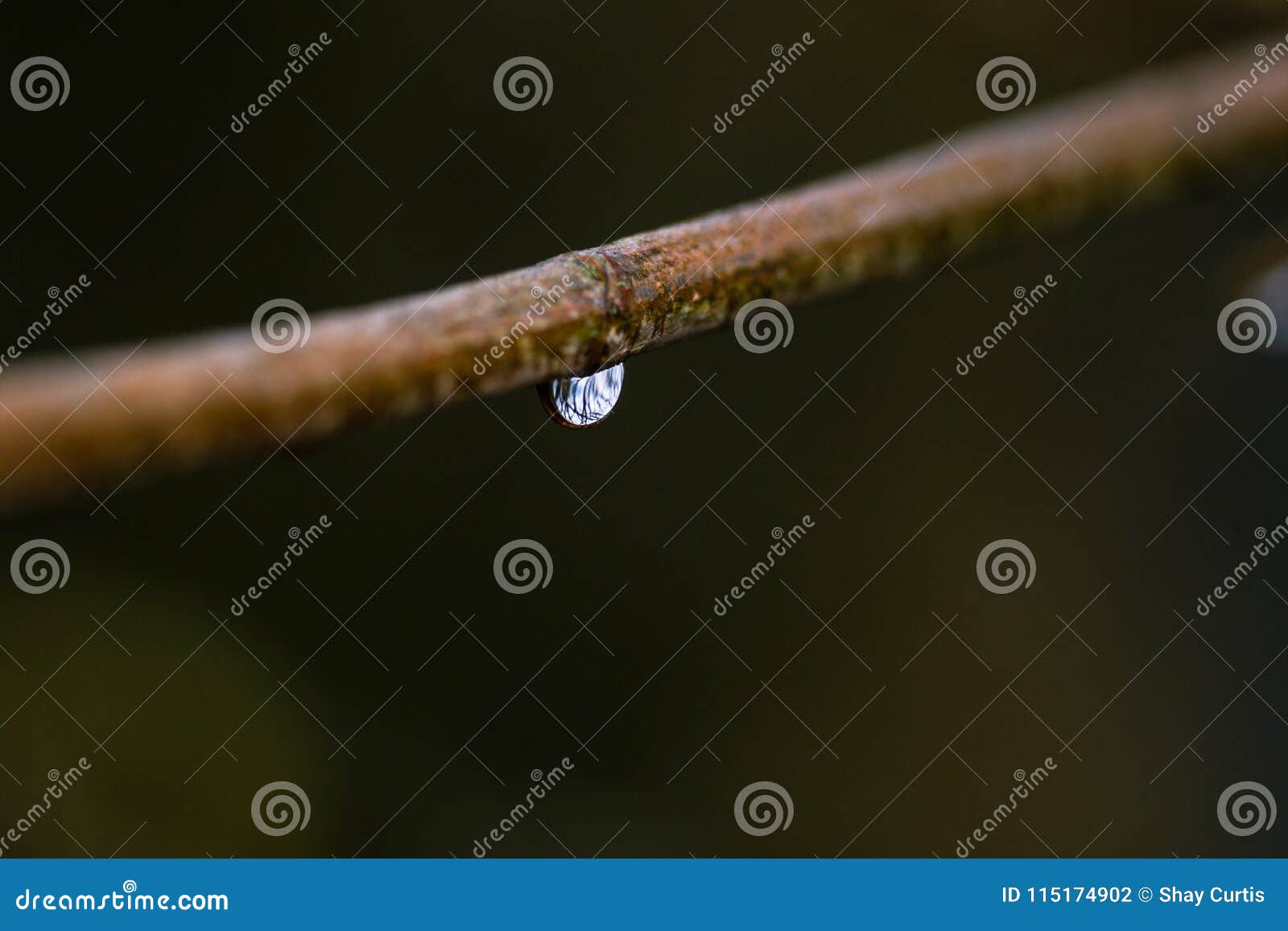 water drop dangling from tree branch