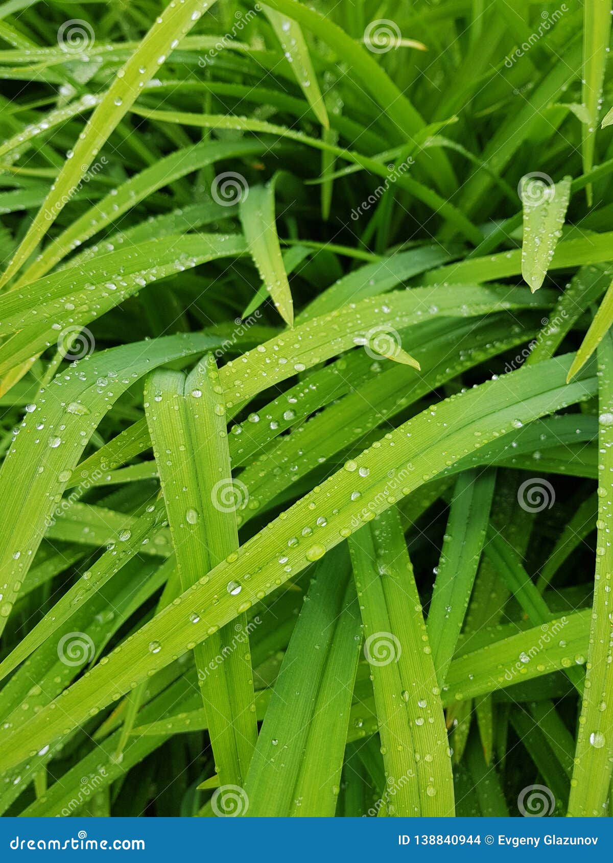 Water Drop On Fresh Green Exotic Tropical Leaf Stock Photo Image Of