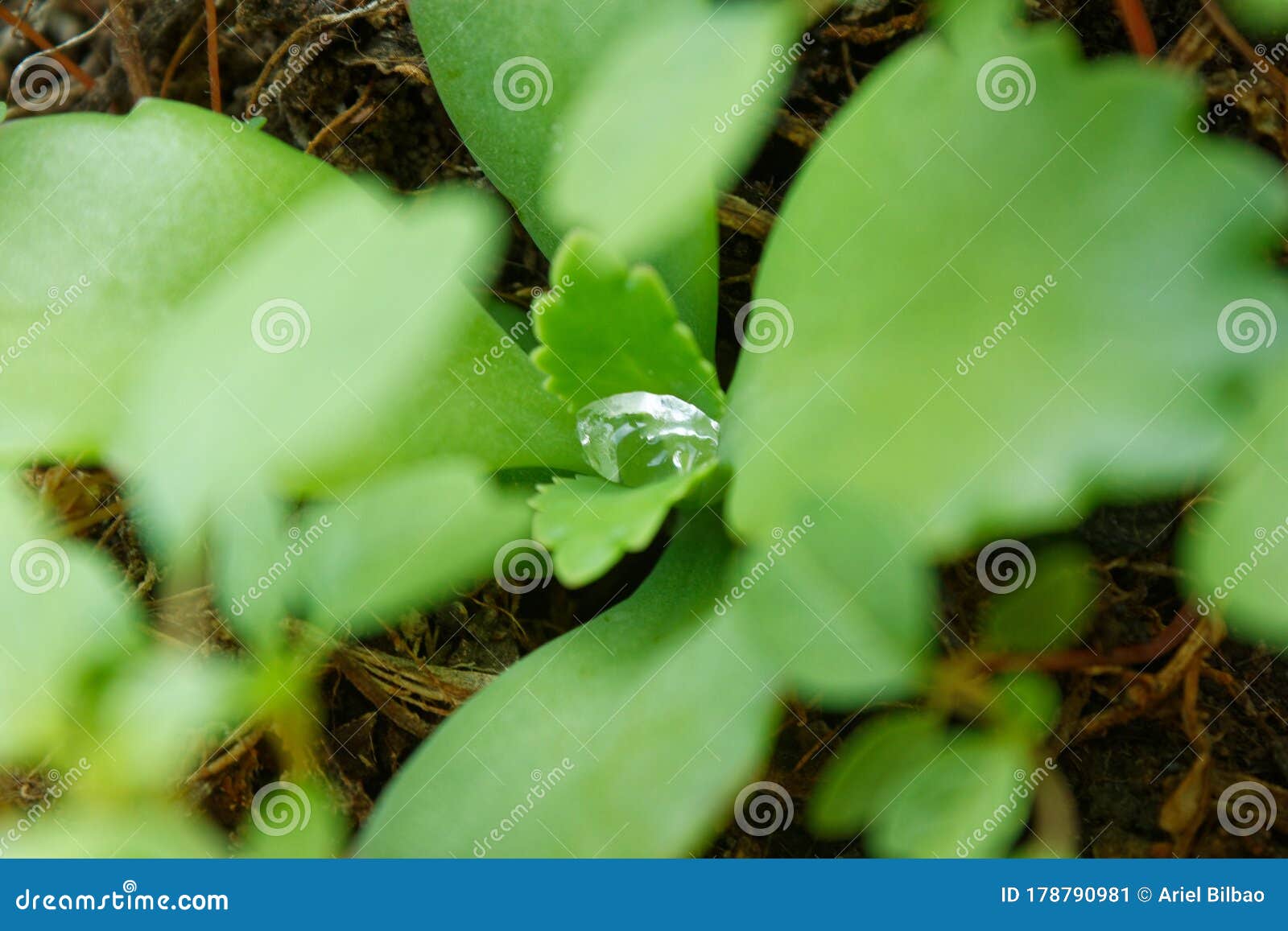 water drop on green leaves