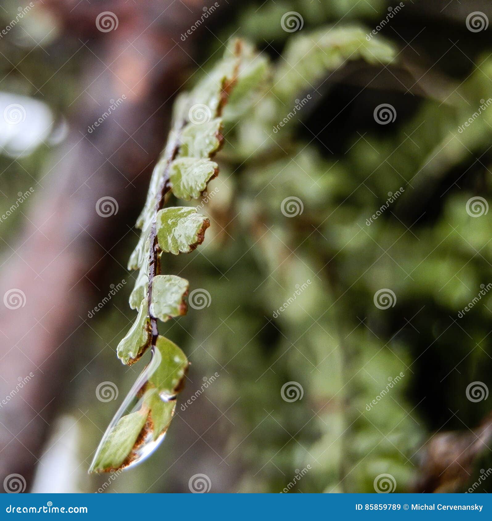 Water Drop from Melted Snow on Leaf of Forest Herb Stock Image Image
