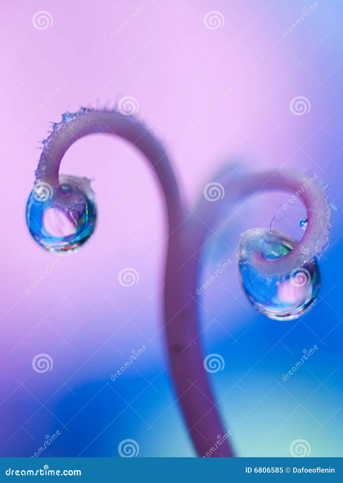 Water drop Ovaries stock image. Image of droplet, double 6806585