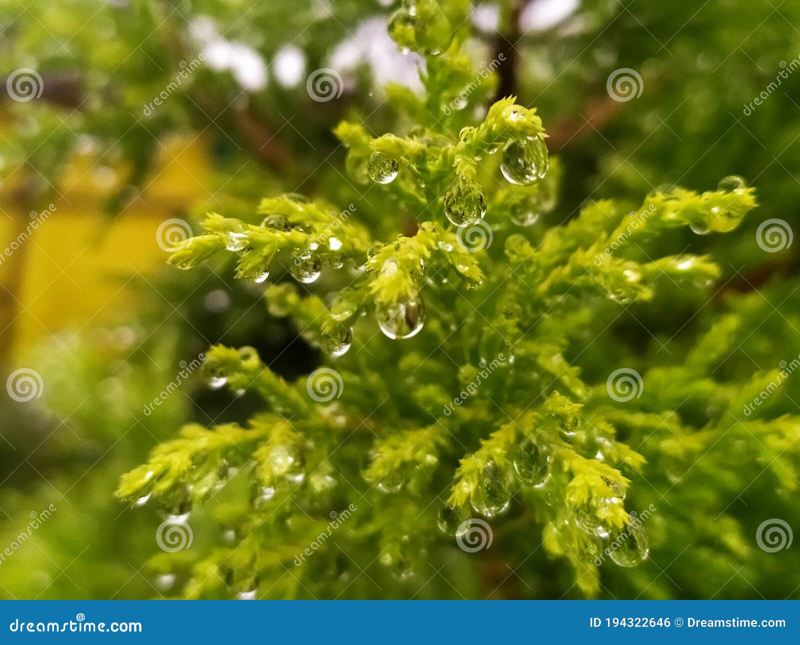 Water drop plant stock photo. Image of nature, yellow 194322646