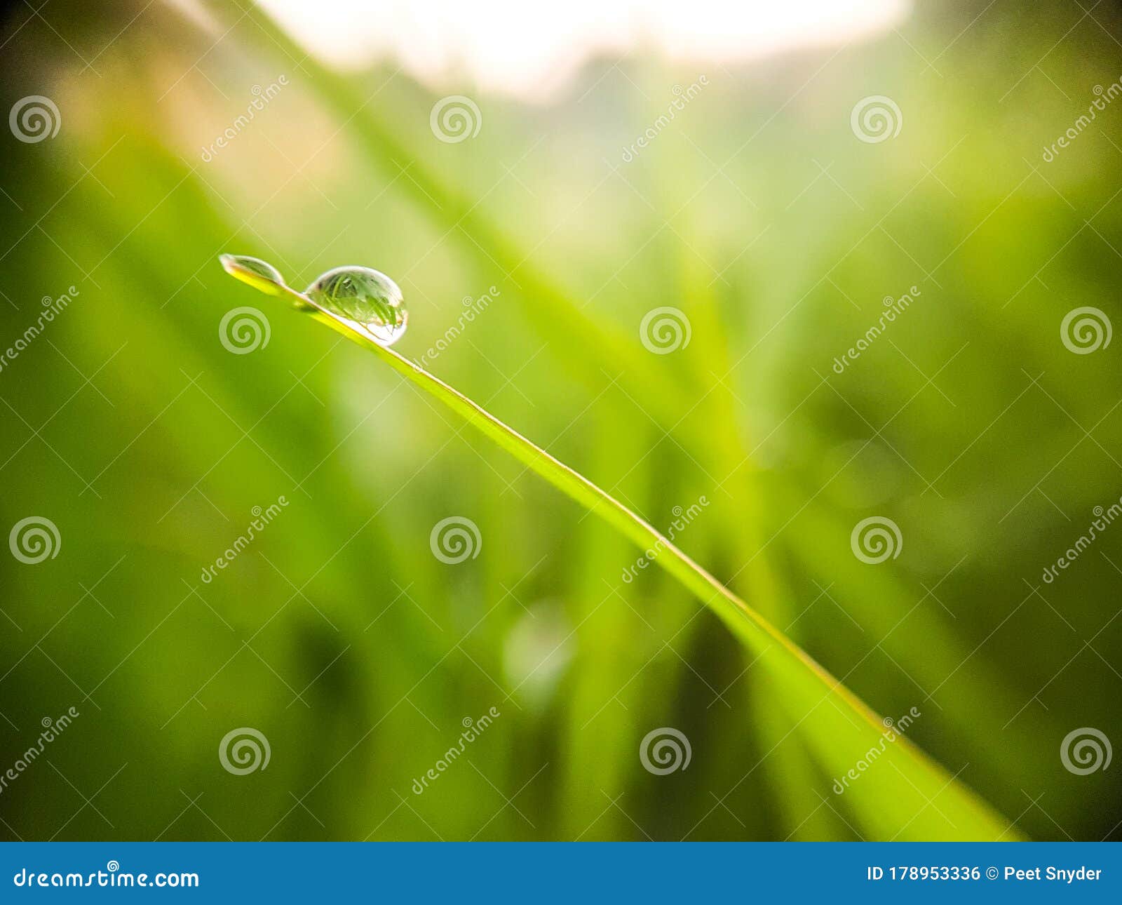 Water Droplet on a Blade of Grass Stock Photo Image of leaf, grass
