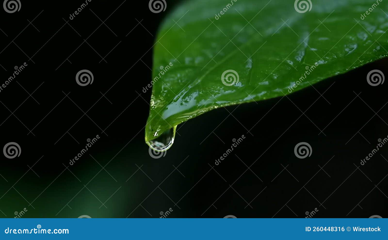 Water Drop Falling Off Leaf in Slow Motion Stock Footage Video of