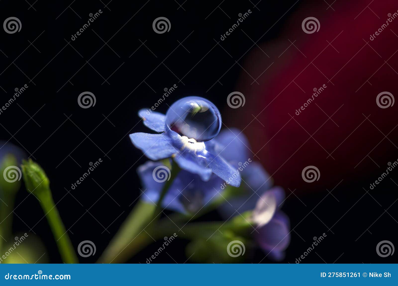 Water droplet on a flower stock image. Image of blob 275851261