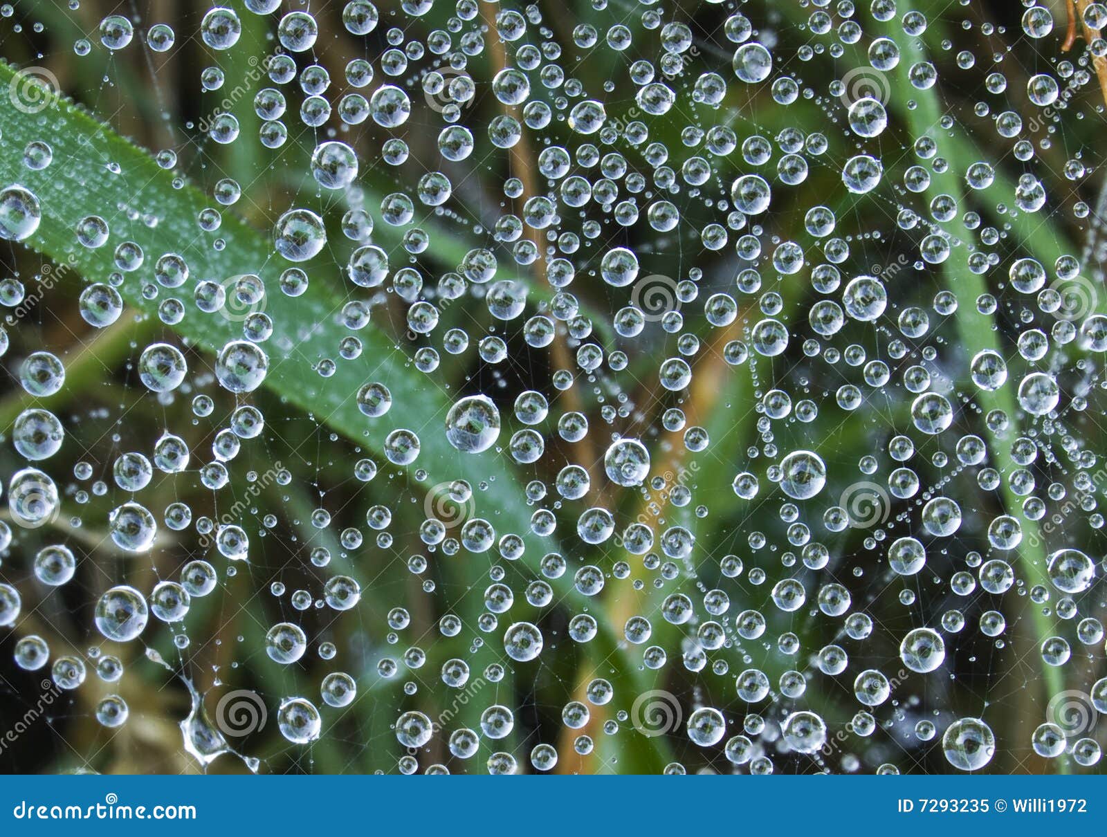 Water Droplet on Spiders  Stock Image Image of spheres, cold 7293235