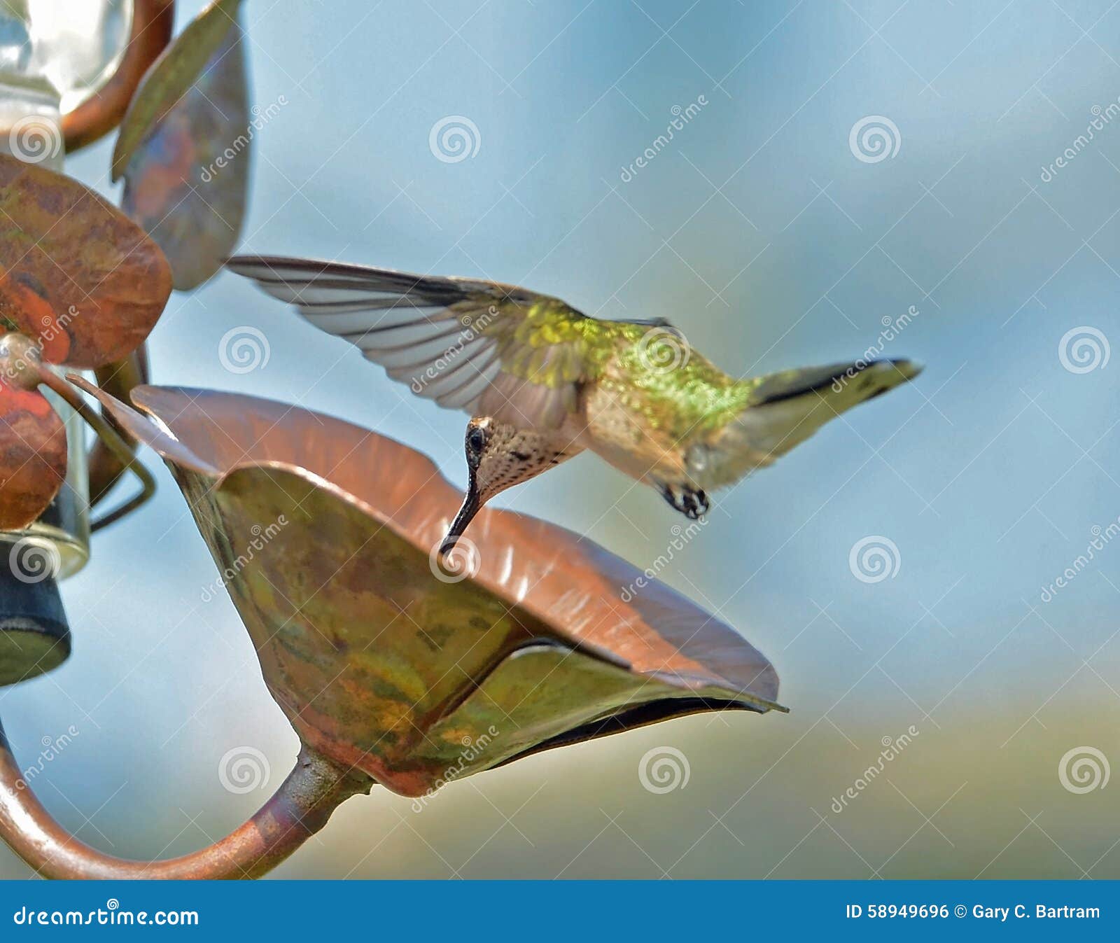 Hummingbird and Water Droplet Stock Photo Image of feeder, precision 58949696