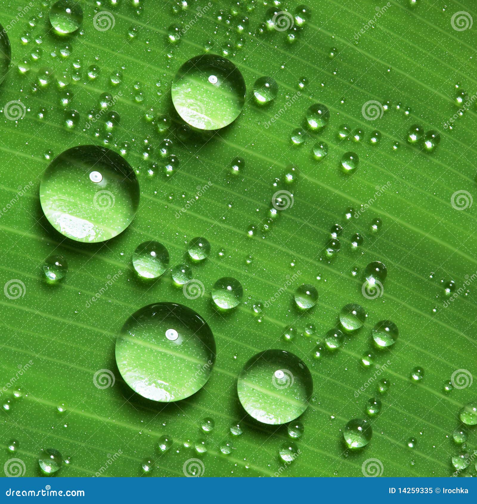 water droplets on leaf