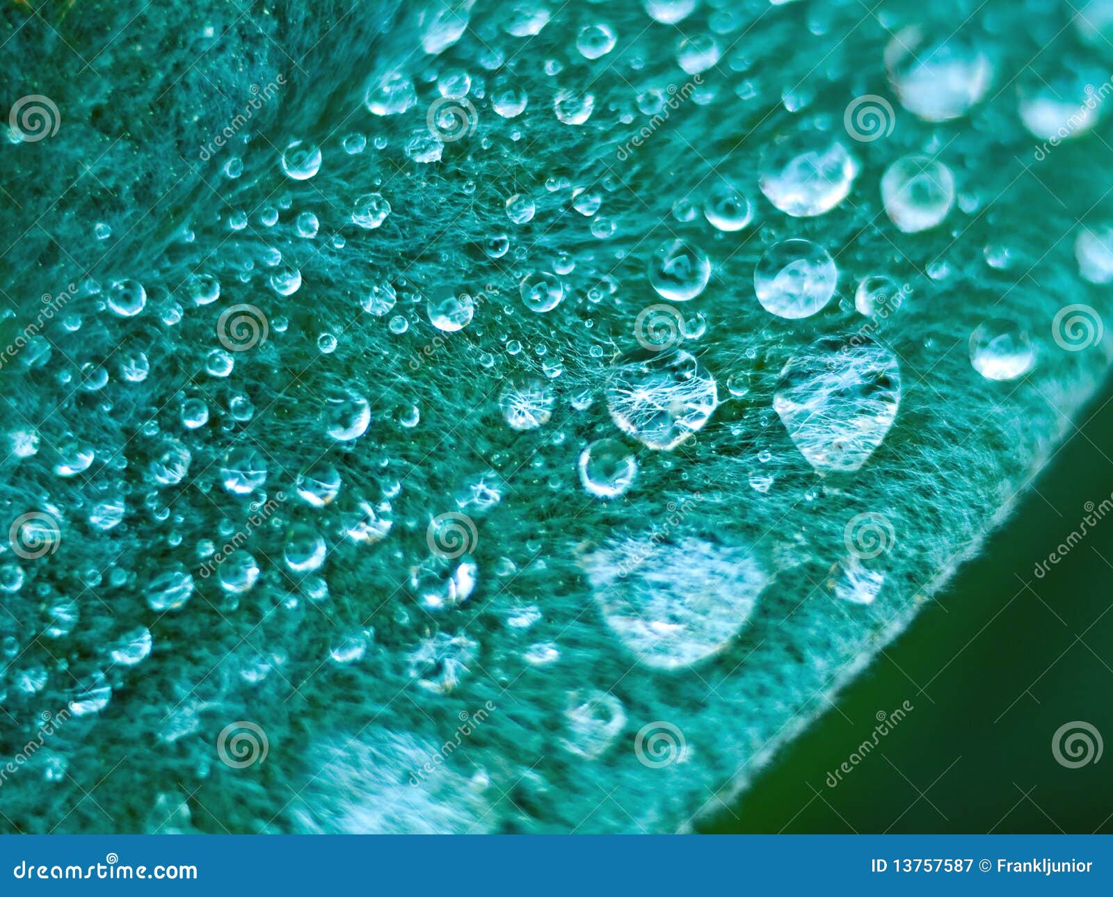 Water Droplets Macro stock image. Image of leaf, copy 13757587