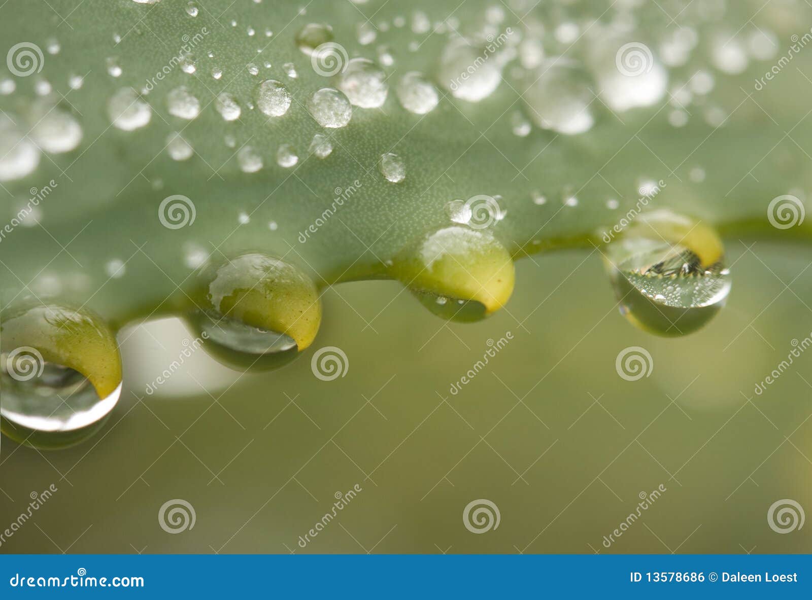 Water droplets plant thorn stock photo. Image of plant 13578686