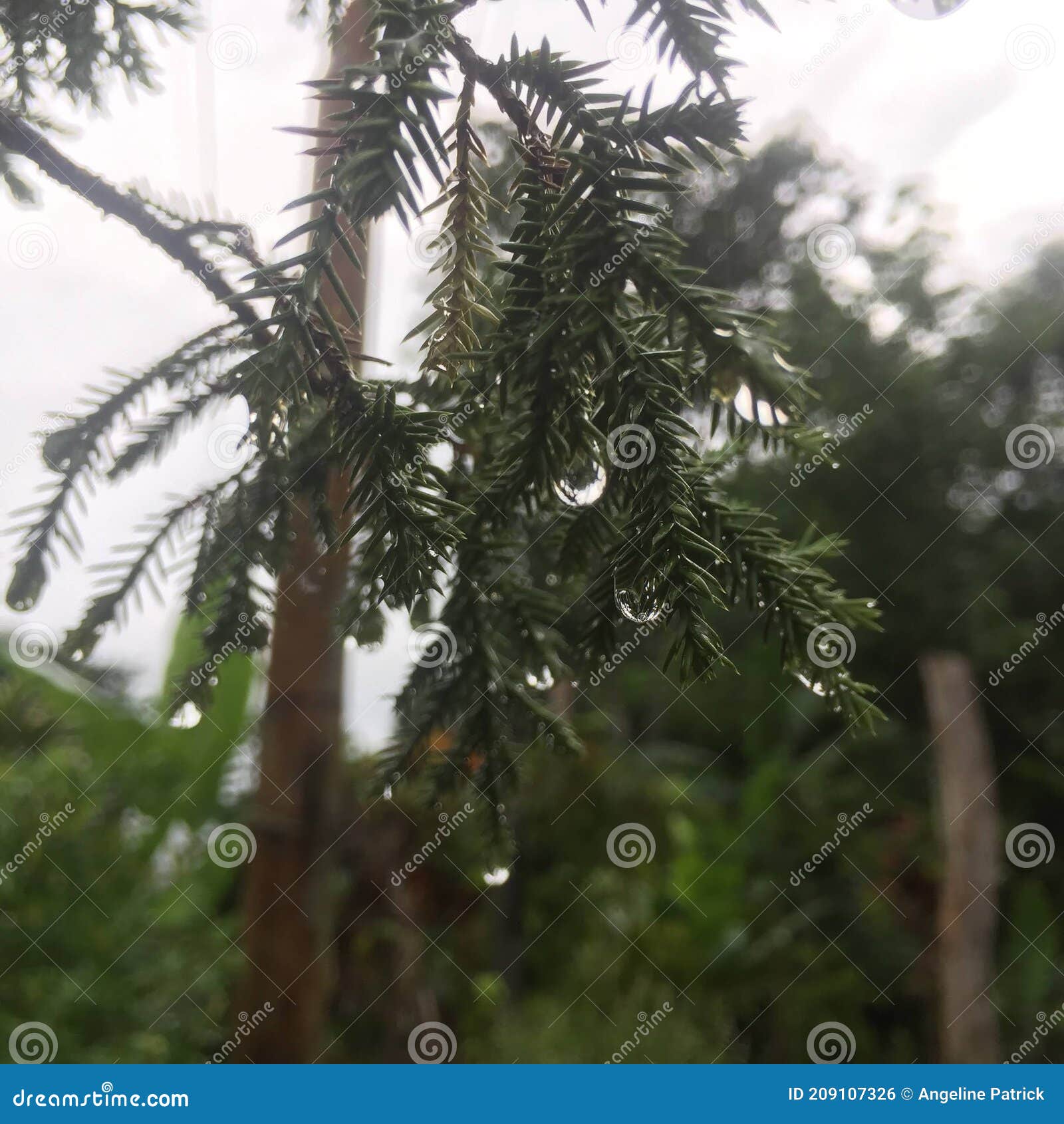 Water Droplets after Raining on Pine Tree Stock Photo Image of droplets, water 209107326