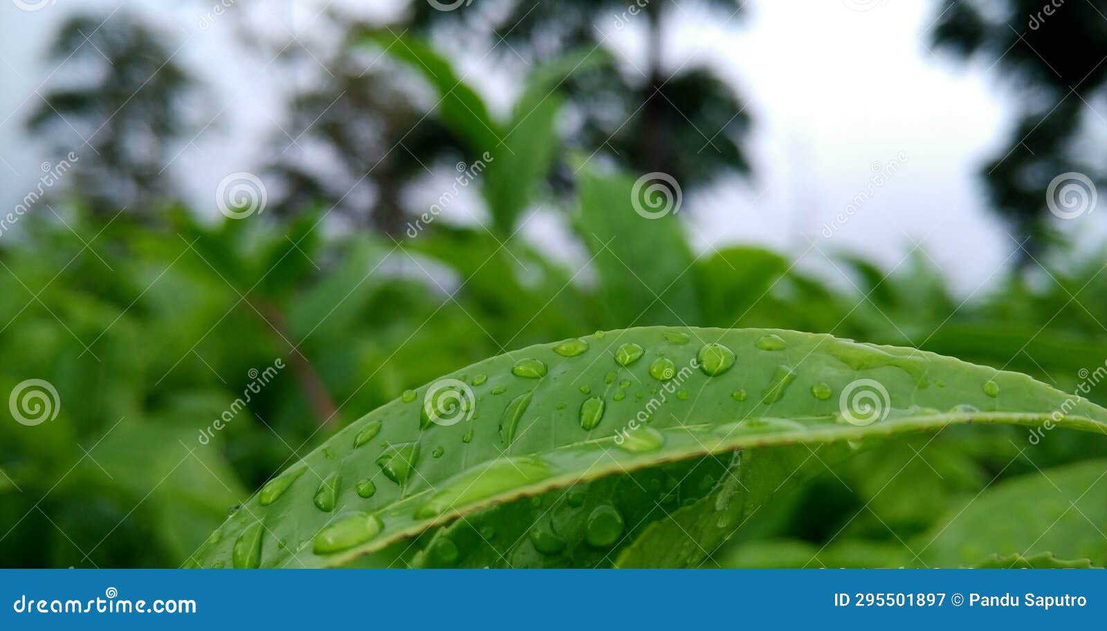 Water Droplets on Tea Leaves Stock Image Image of green, plants