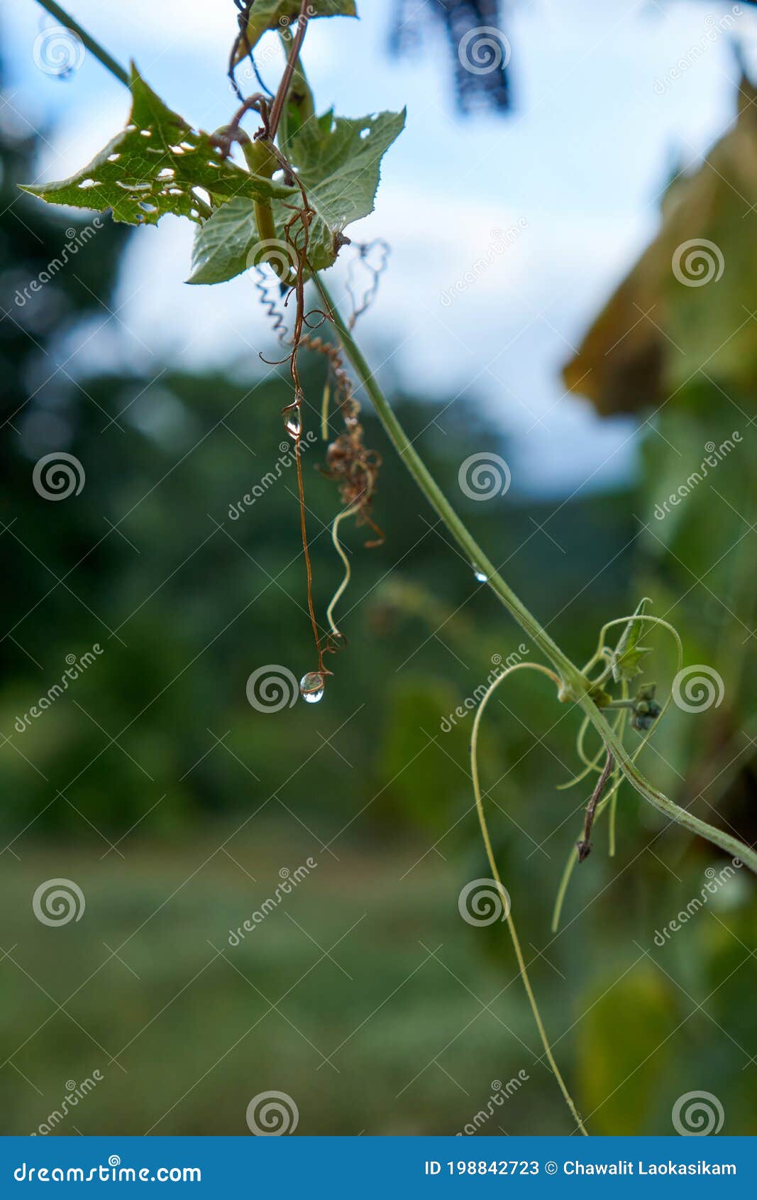 Water droplet on the vine stock image. Image of clear 198842723
