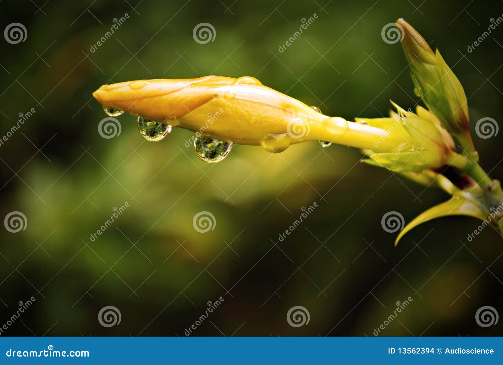 Water Droplets on Yellow Flower Stock Photo Image of plant, crystal