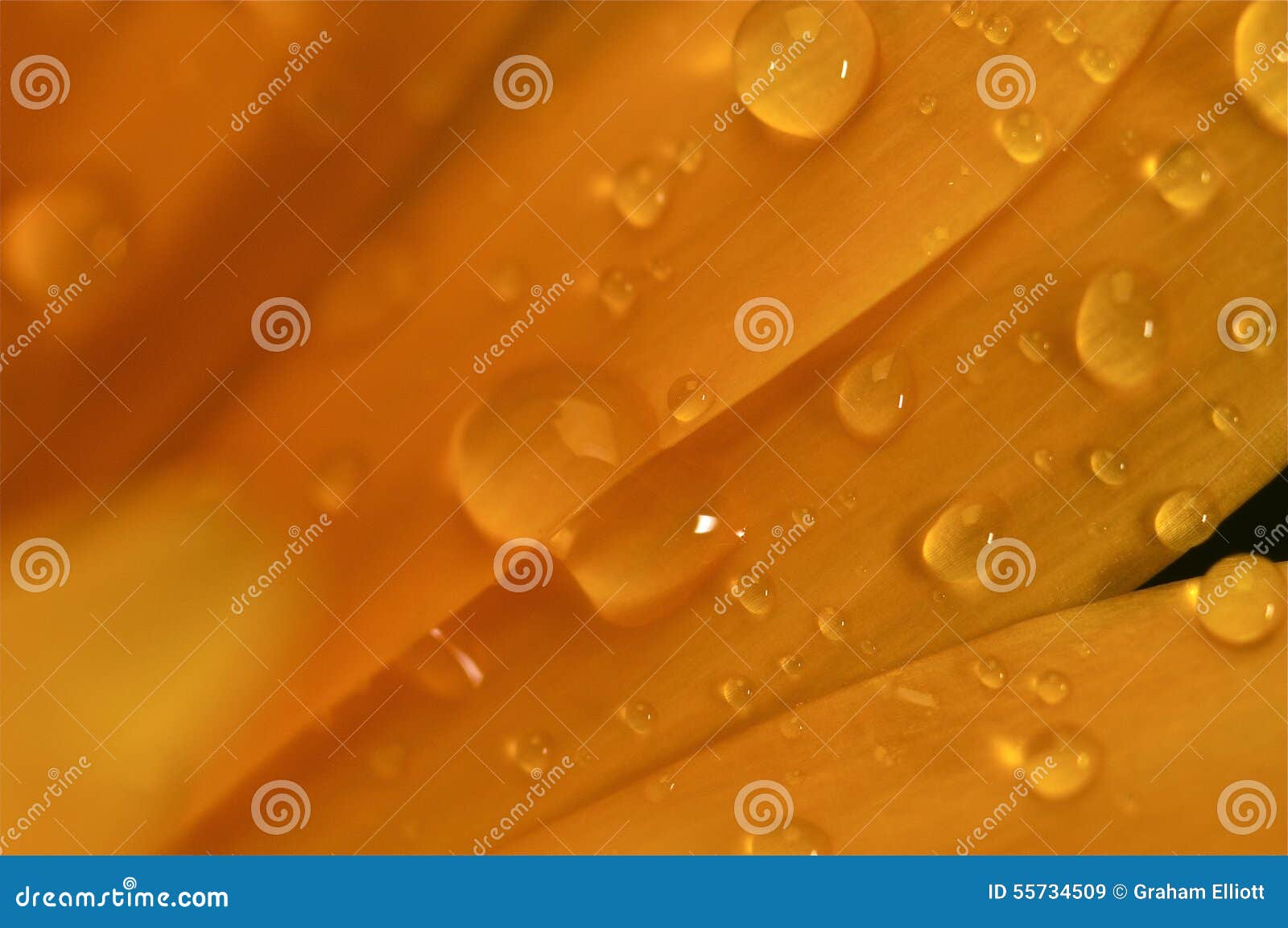 Water Droplets on a Yellow Flower Stock Image Image of iris, blue