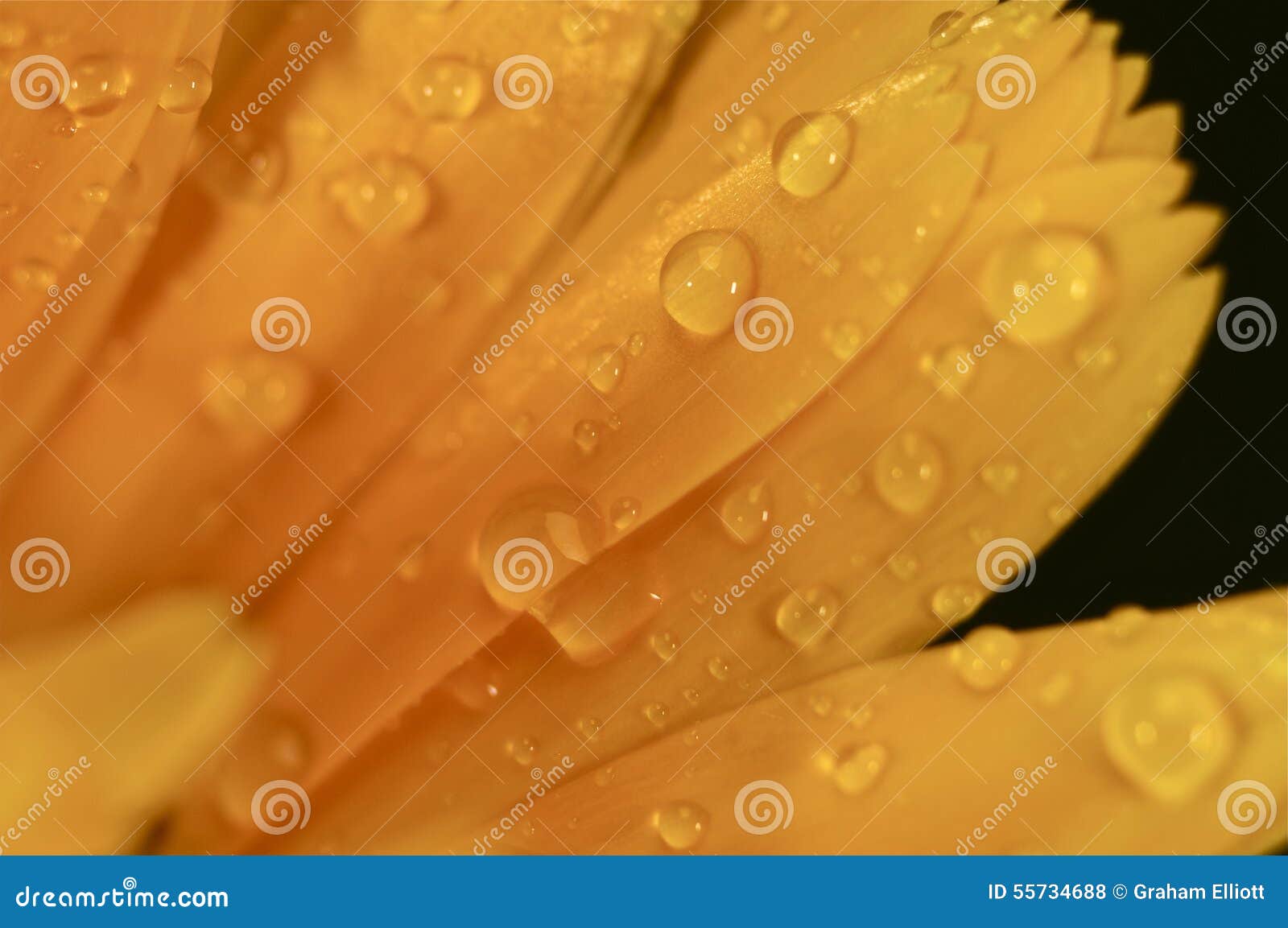 Water Droplets on a Yellow Flower Stock Photo Image of iris, flower