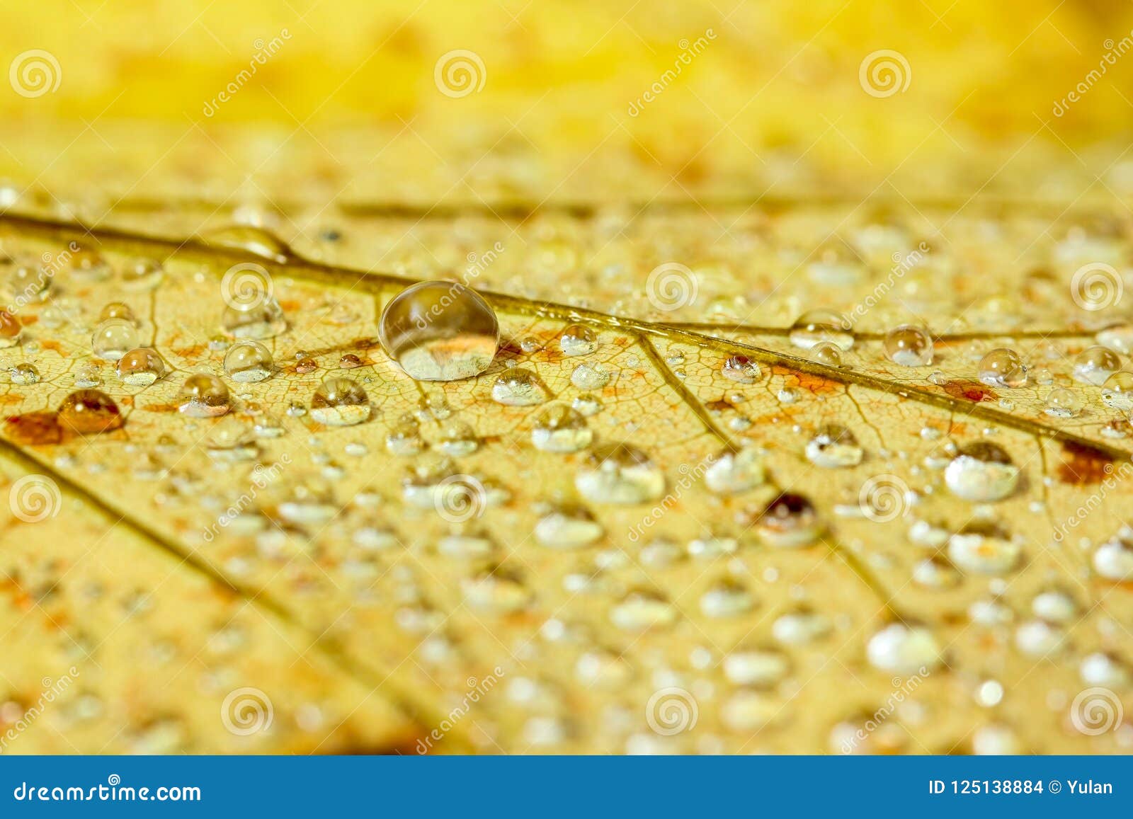 Water Droplets on a Yellow Leaf Stock Photo Image of extreme, october