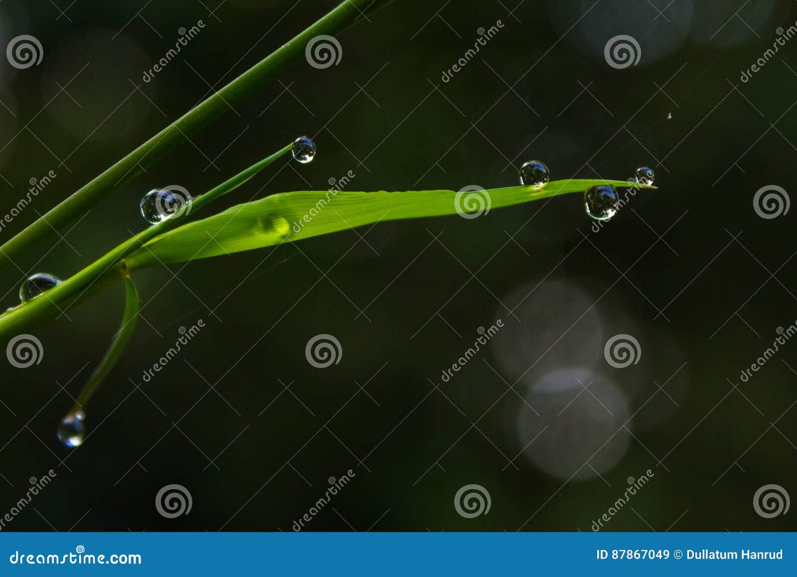Water drops on bamboo. stock image. Image of water, raindrop 87867049